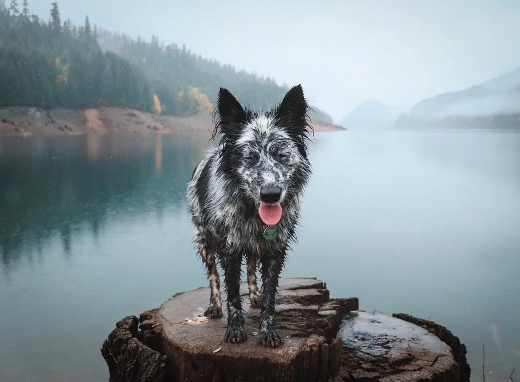 A wet black and white Australian Shepherd dog standing on a log by a calm lake with mountains and trees in the background.