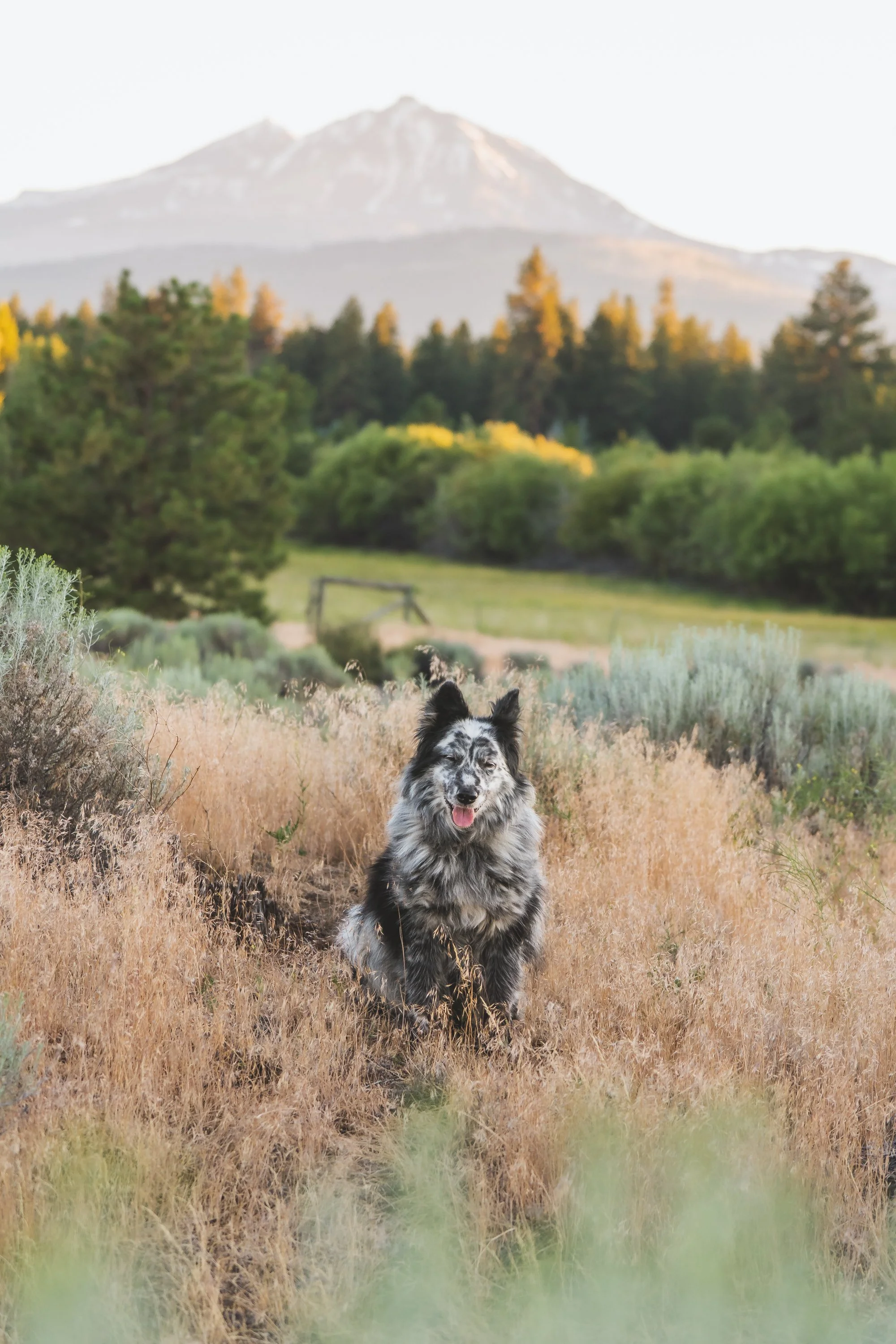 A dog with a merle coat sitting on a dirt path in a field of dry grasses, with green bushes and trees, and a mountain in the background under a clear sky.