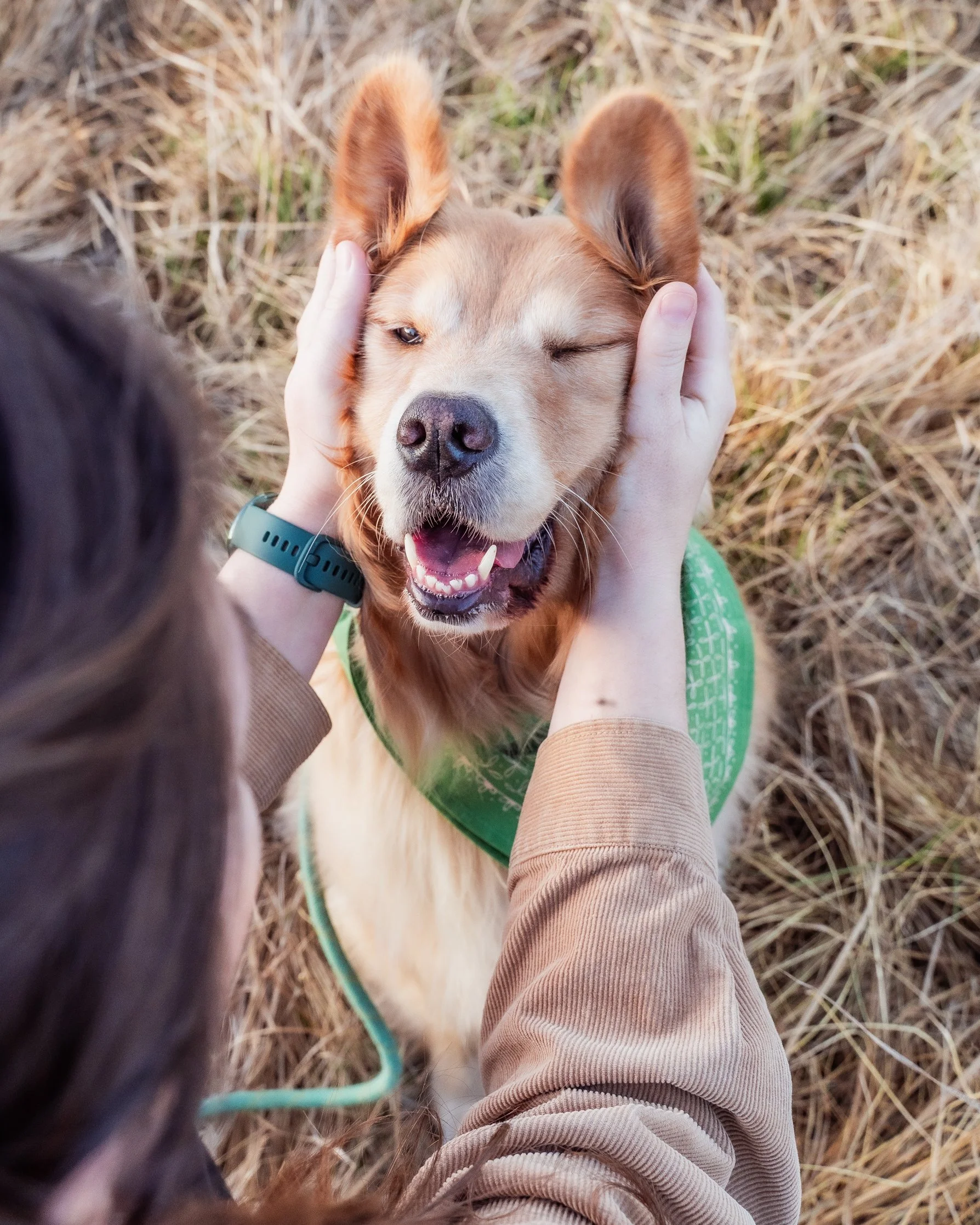 A person gently holding a golden retriever puppy's face, with the puppy winking and smiling, outdoors on a dry grassy field.