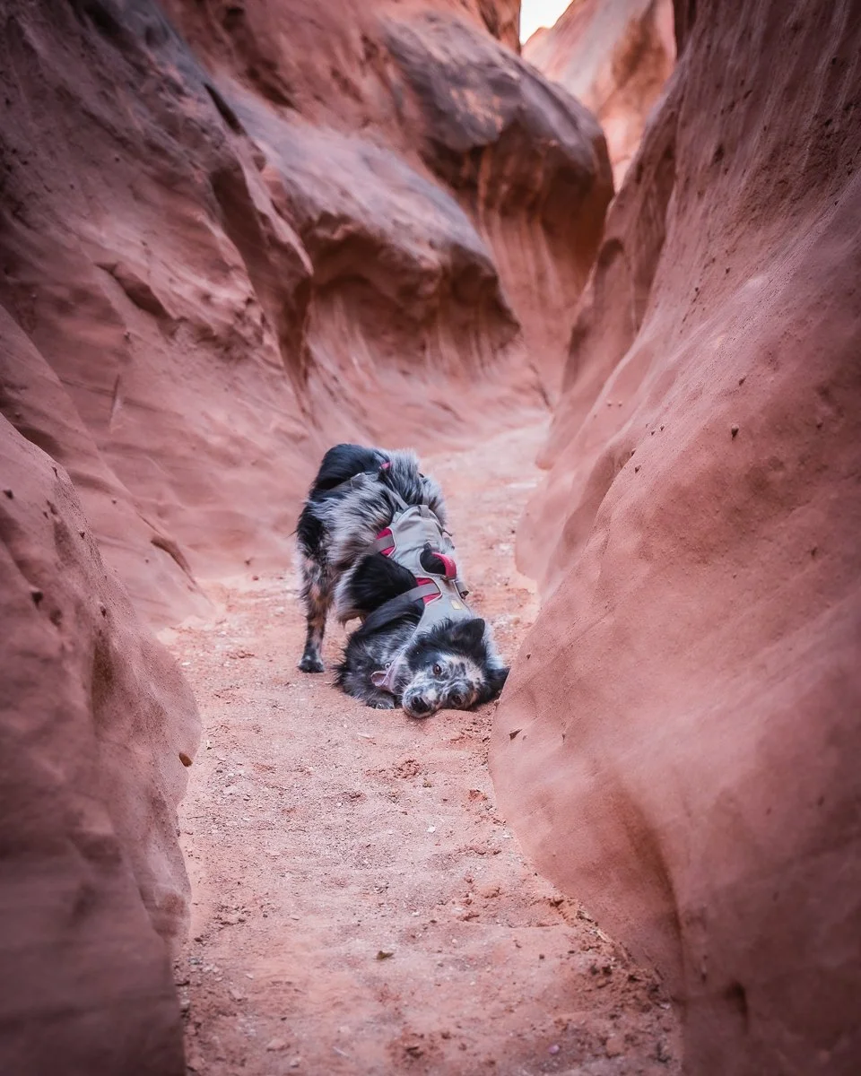 A dog lying on its back inside a narrow red rock canyon, looking up with a playful expression.