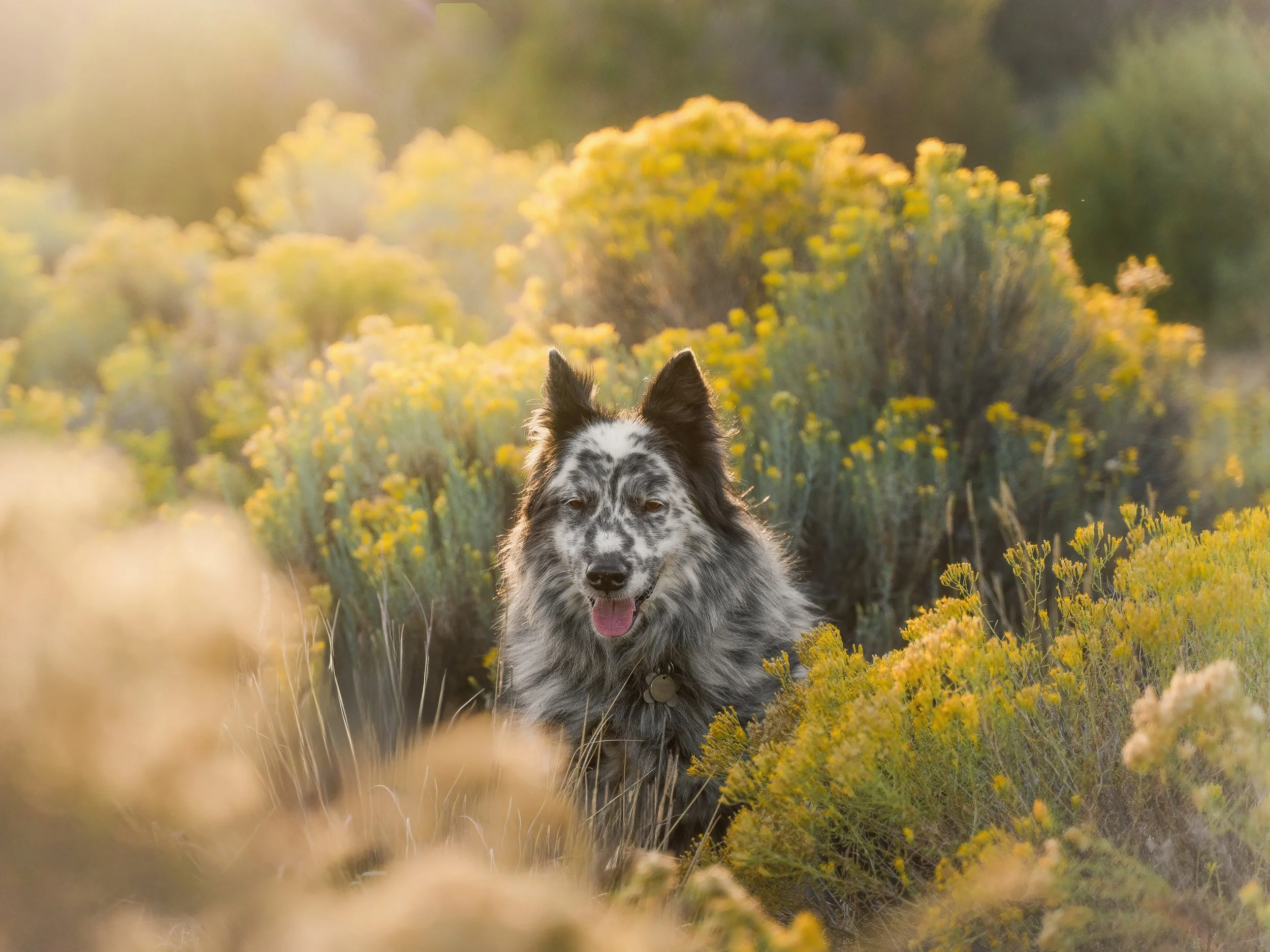 Huxley Rabbitbrush-(1 of 1).jpg