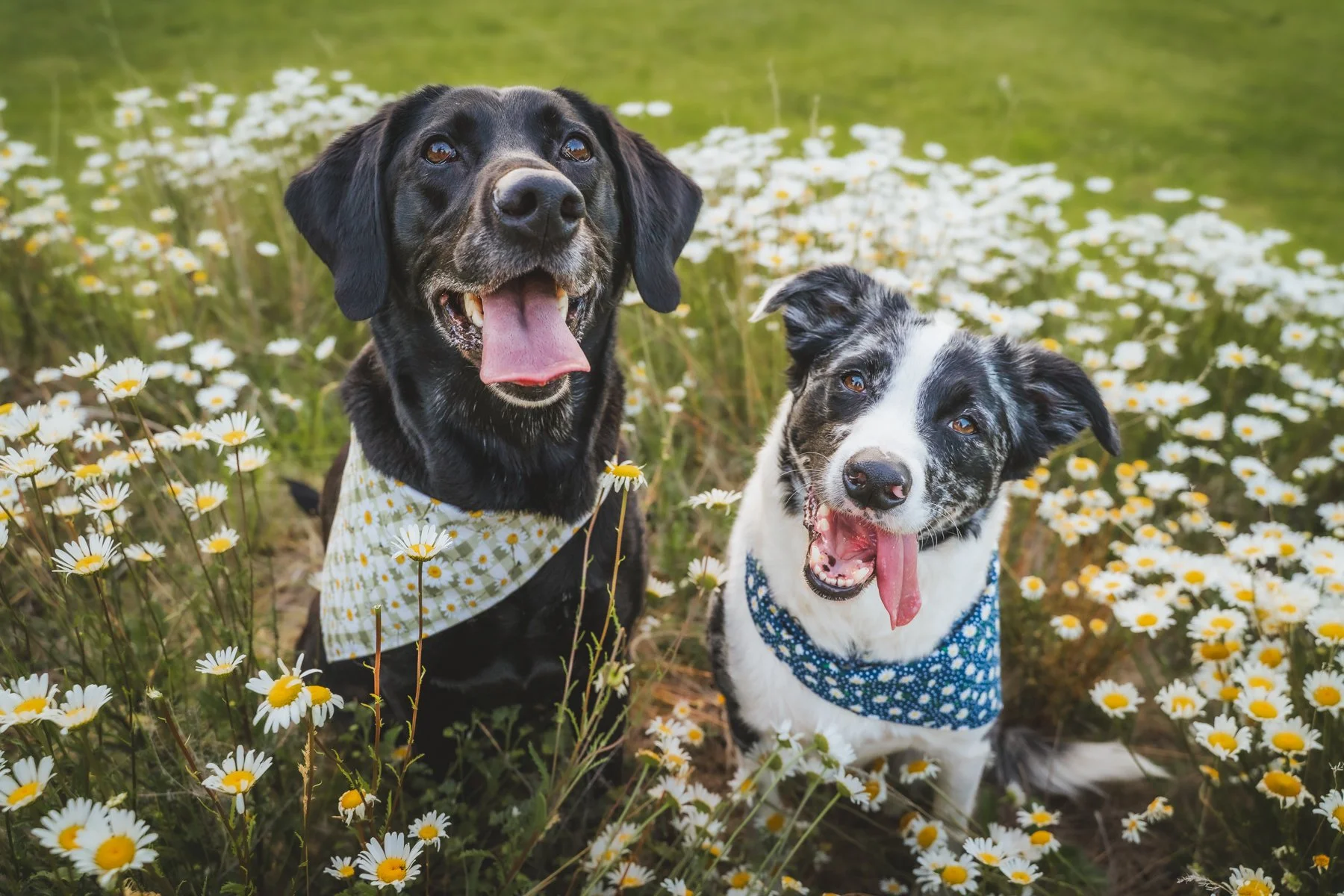 Two happy dogs, one black and one black and white, sitting among daisies in a green field.