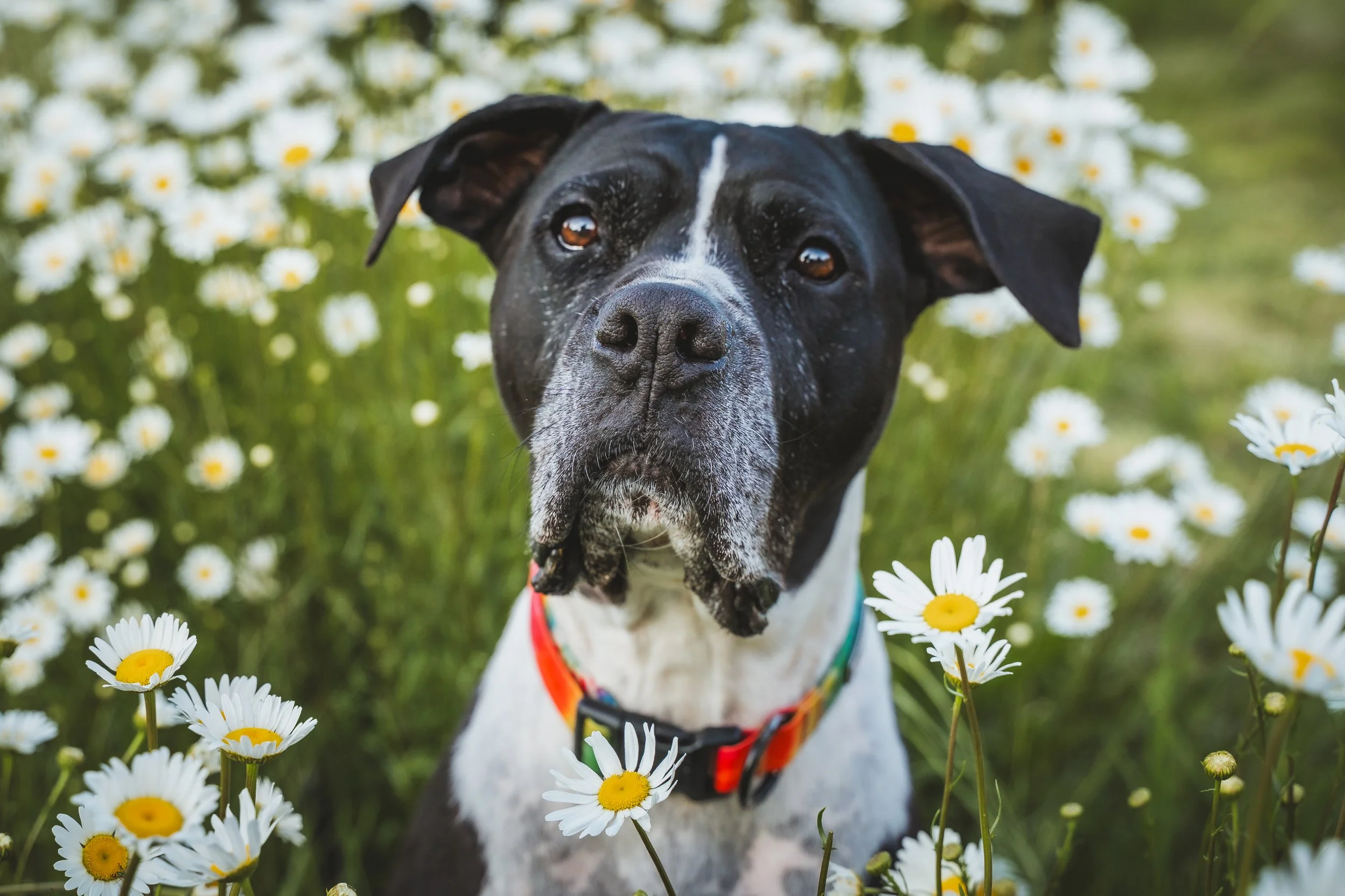 Black and white dog with brown eyes standing among white daisies with yellow centers in a garden.