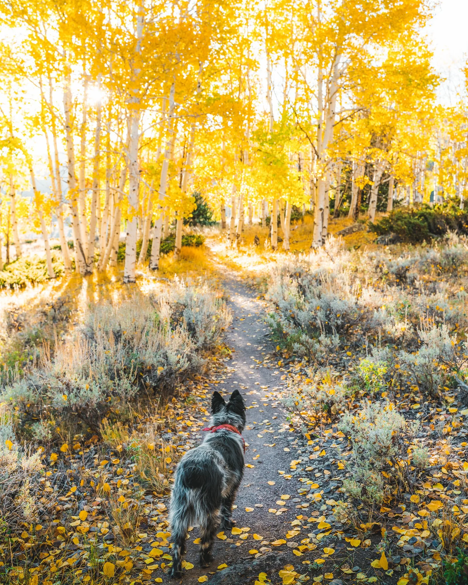 A dog walking along a narrow trail surrounded by fallen autumn leaves in a forest with yellow and orange trees, sunlight shining through the leaves.