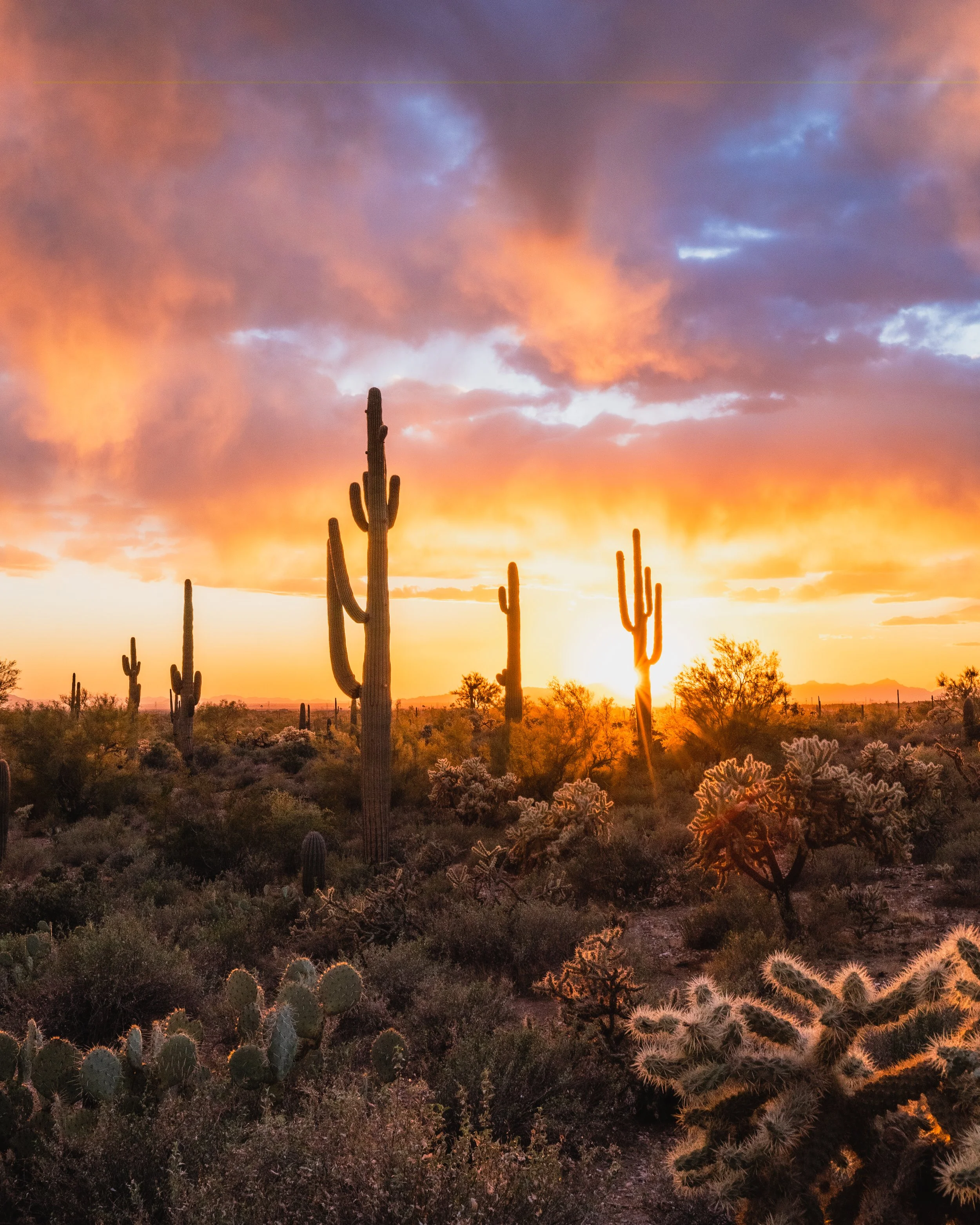Desert landscape at sunset with purple and orange sky, tall saguaro cacti and low shrubbery.