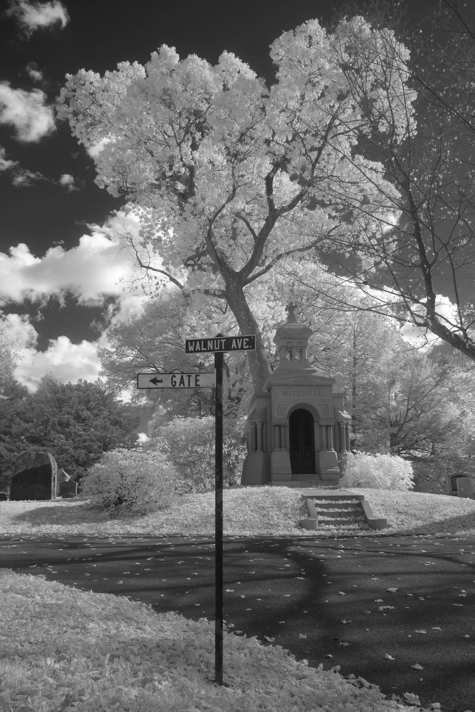 Black and white infrared photograph of a large tree with a building and street signs that say 'Walnut Ave' and 'Gate' in the background. The scene includes a paved walkway and fallen leaves.