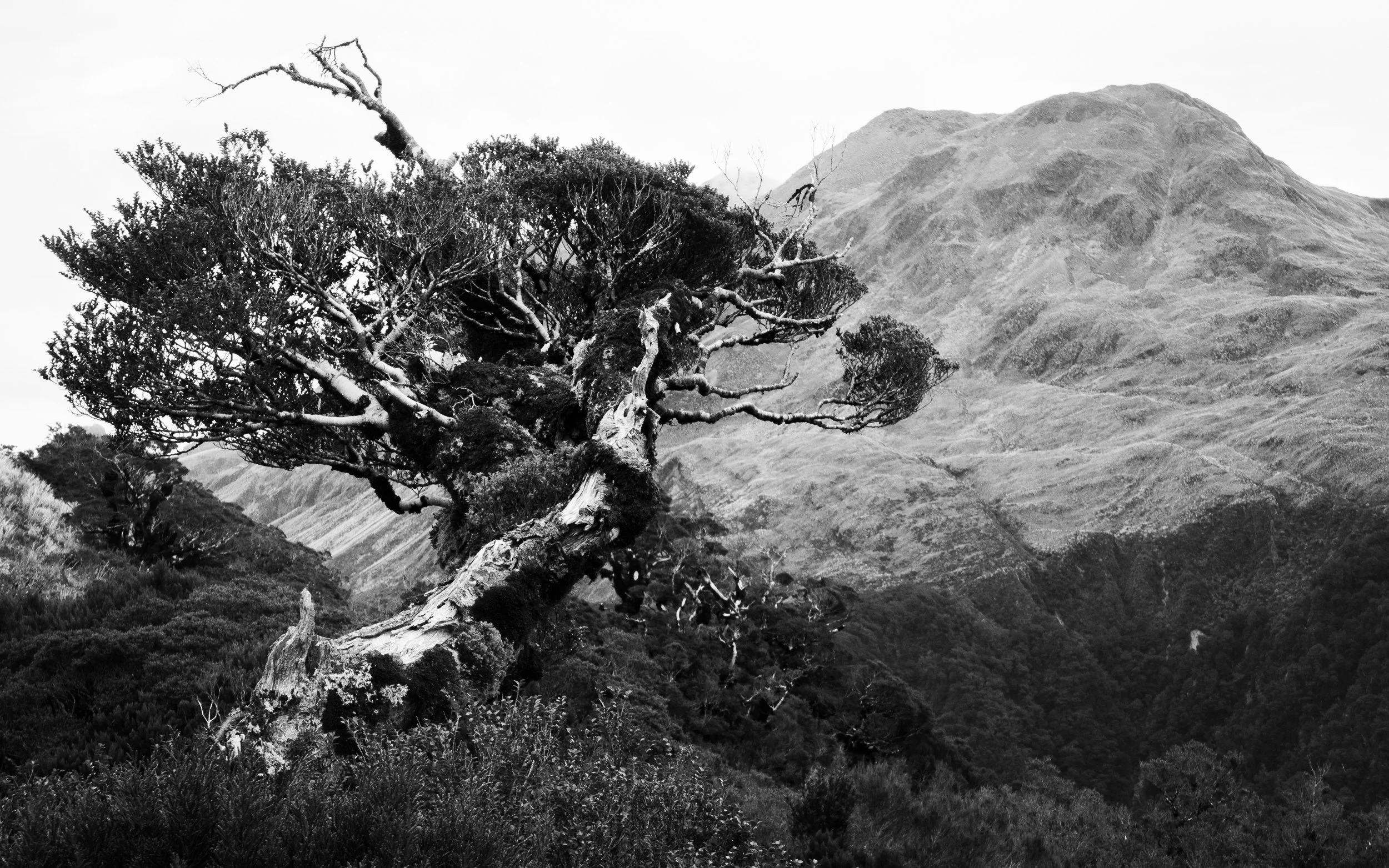 A black and white photo of a rugged mountain landscape with a gnarled, windswept tree in the foreground.