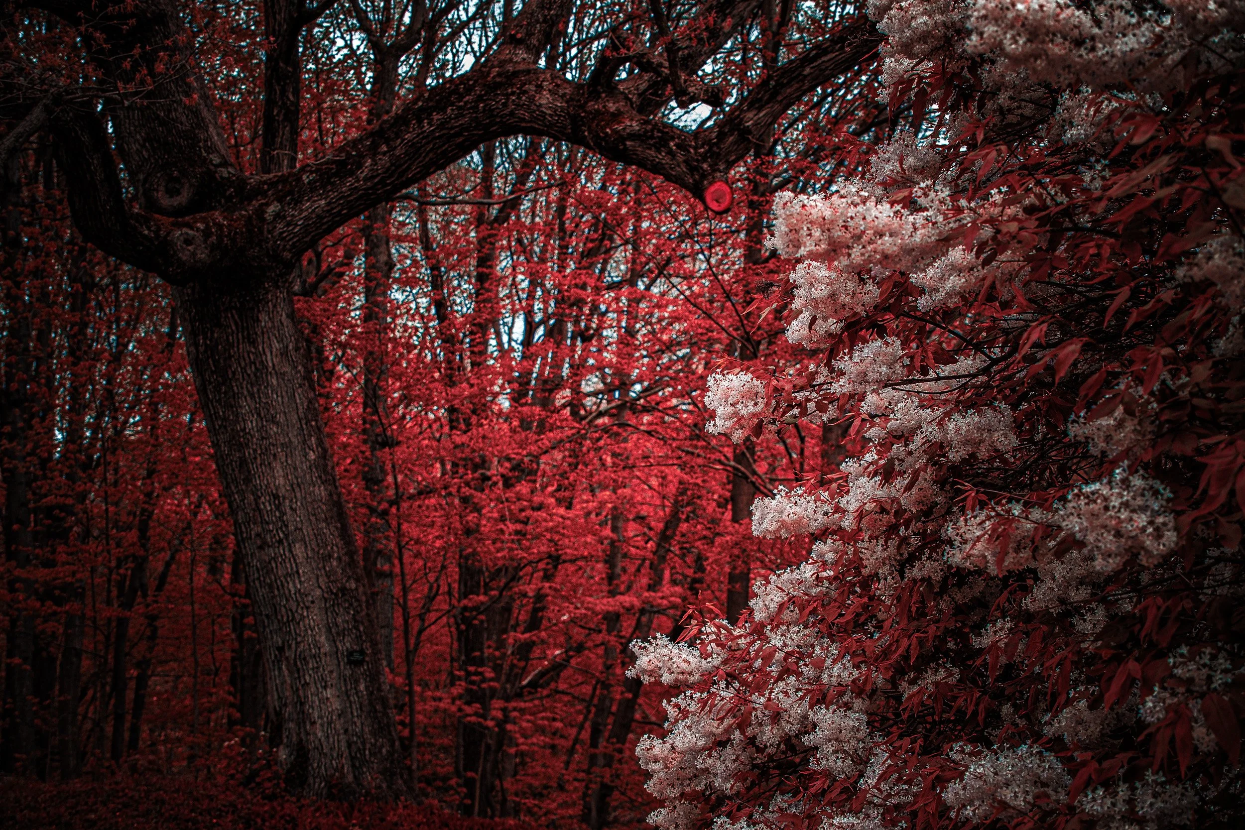 Close-up of tree branches with pink and white blossoms in a forest setting.