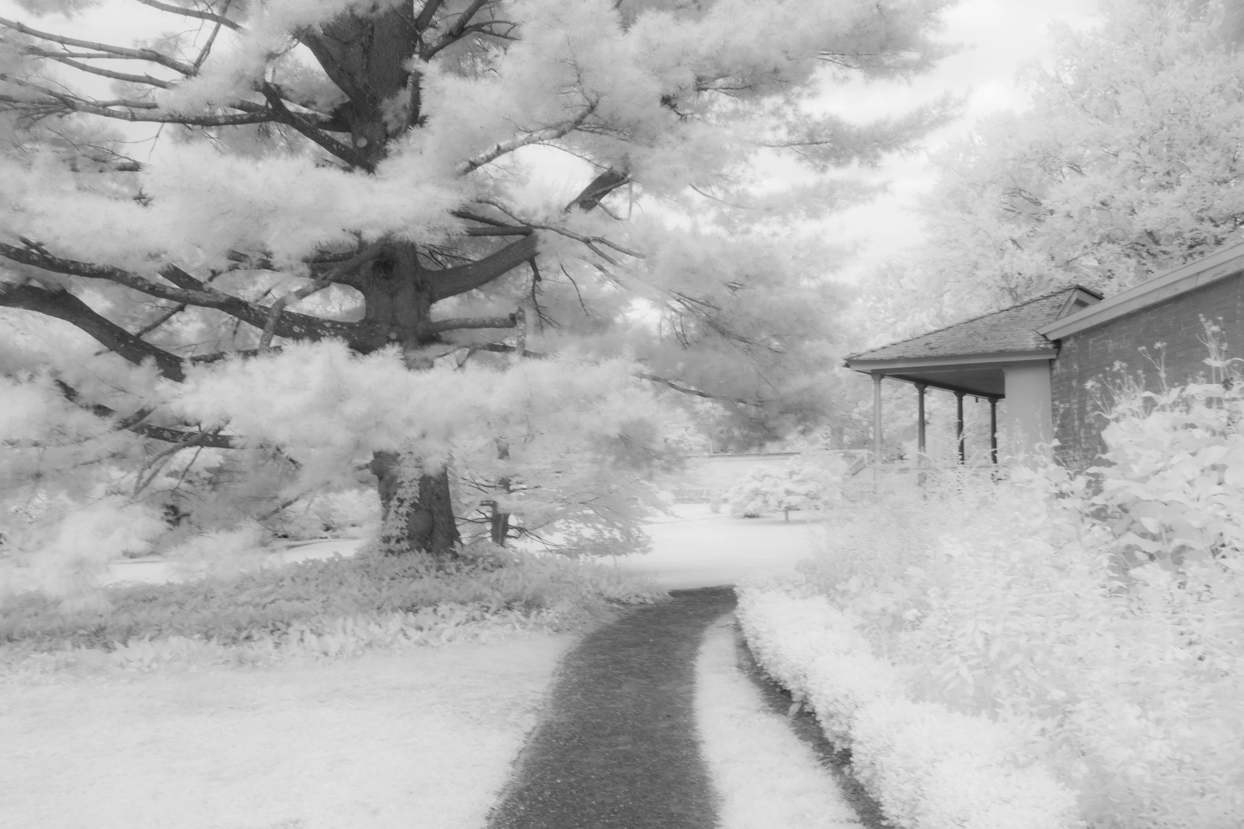 A black-and-white photo of a yard with a large tree, a house with a porch, and snow-covered ground and plants.