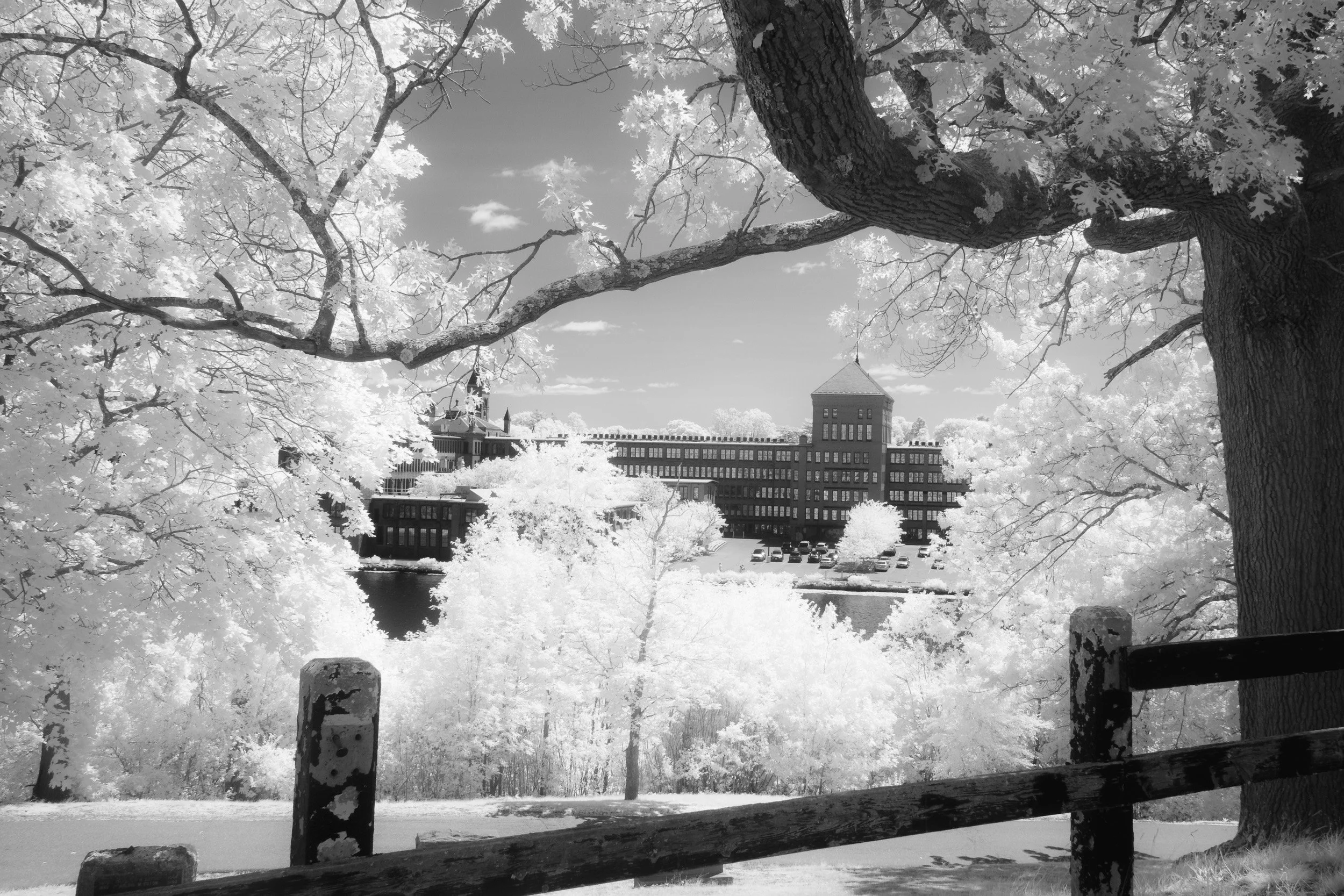 Black and white photo of large trees with thick branches over a parking lot and brick buildings in the background.