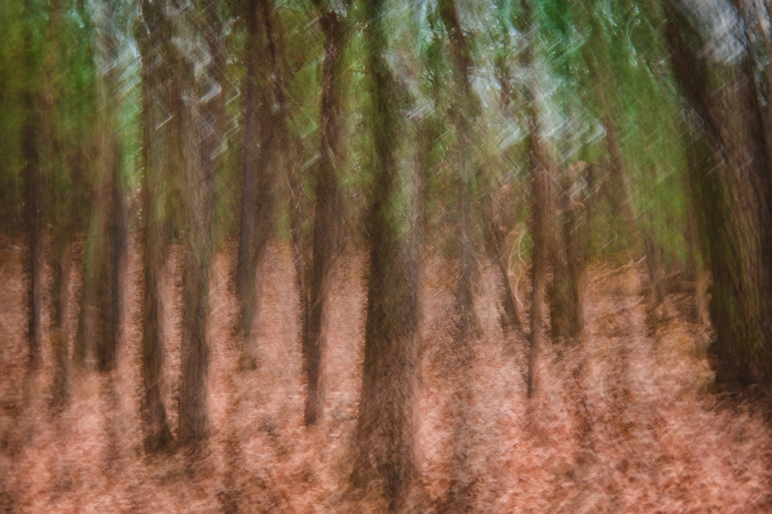 A blurry photo of a forest with tall trees and a dirt path, created with intentional camera movement.