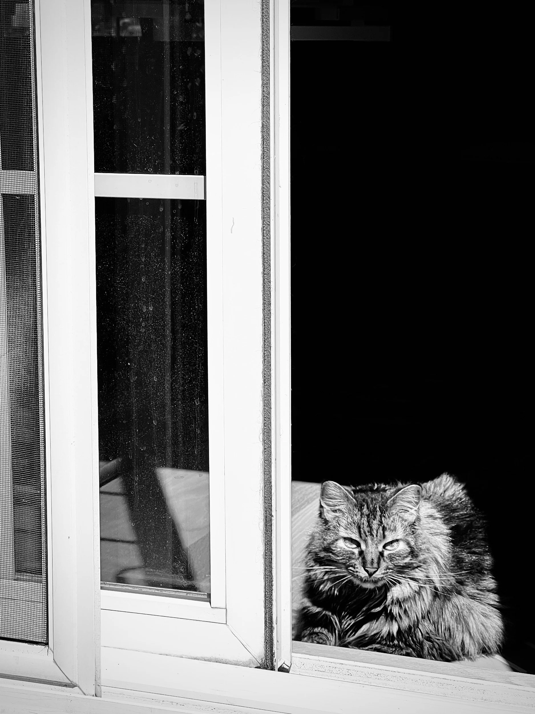 A cat sitting on a windowsill next to a glass door, with part of a metal screen door on the left and a dark interior behind the window.