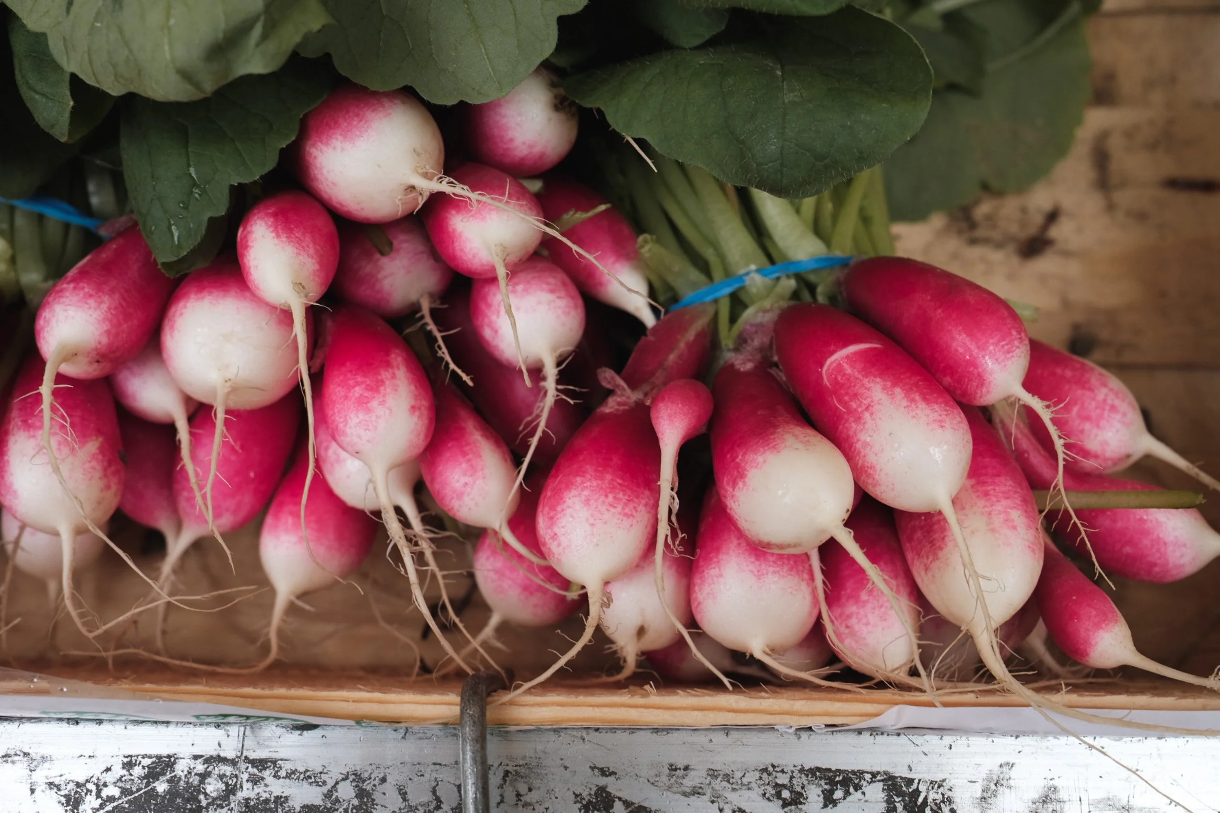 Fresh radishes with white and pink skins and green leaves, bundled together with a blue rubber band, on a wooden surface.