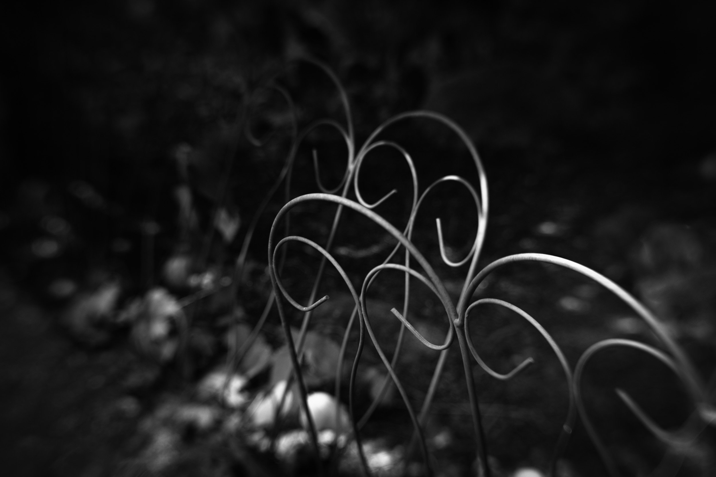 Black and white close-up of thin, tangled wires or plant tendrils on a dark background.