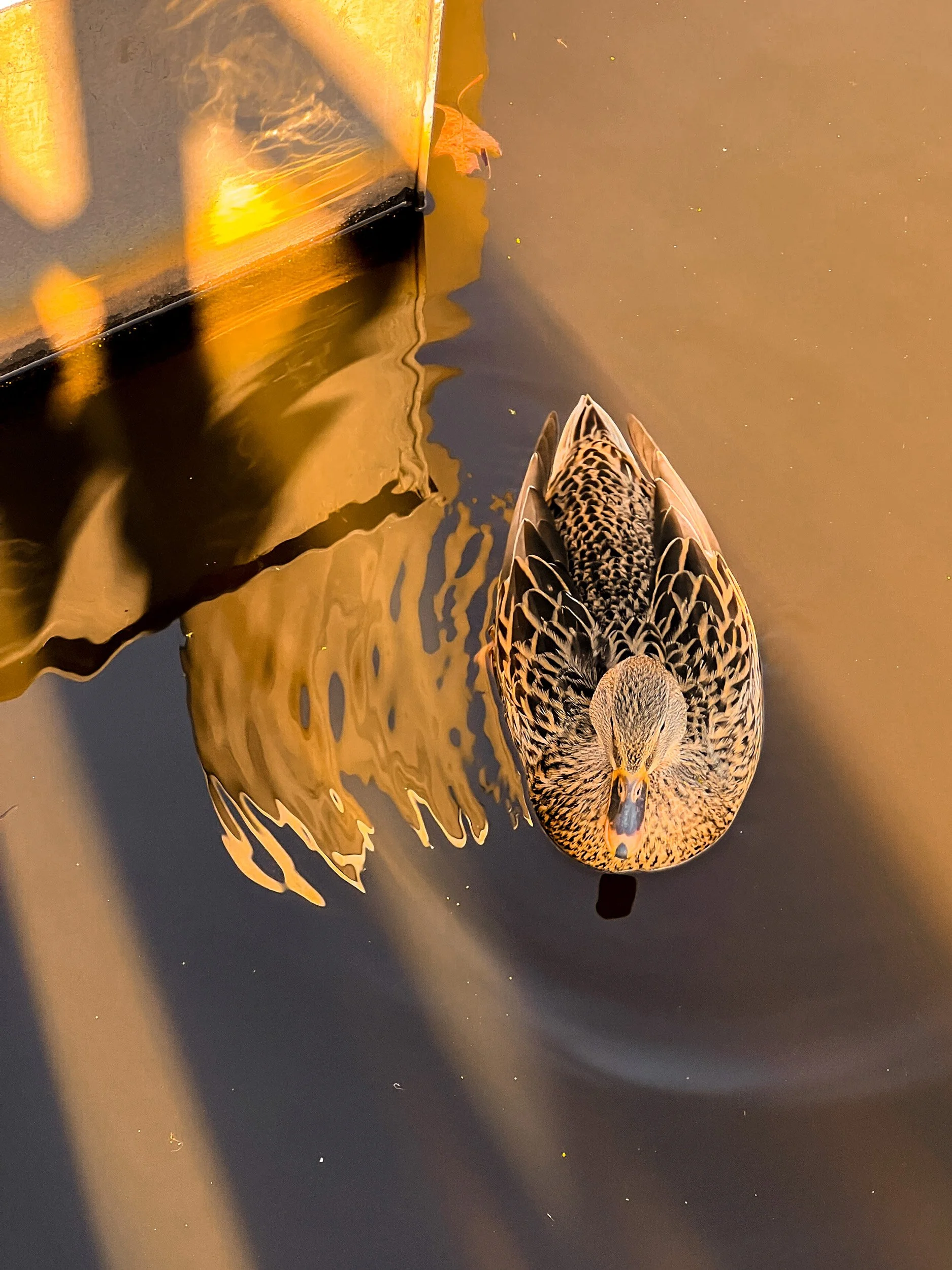 A duck swimming in murky water near a metallic structure, reflecting its image.