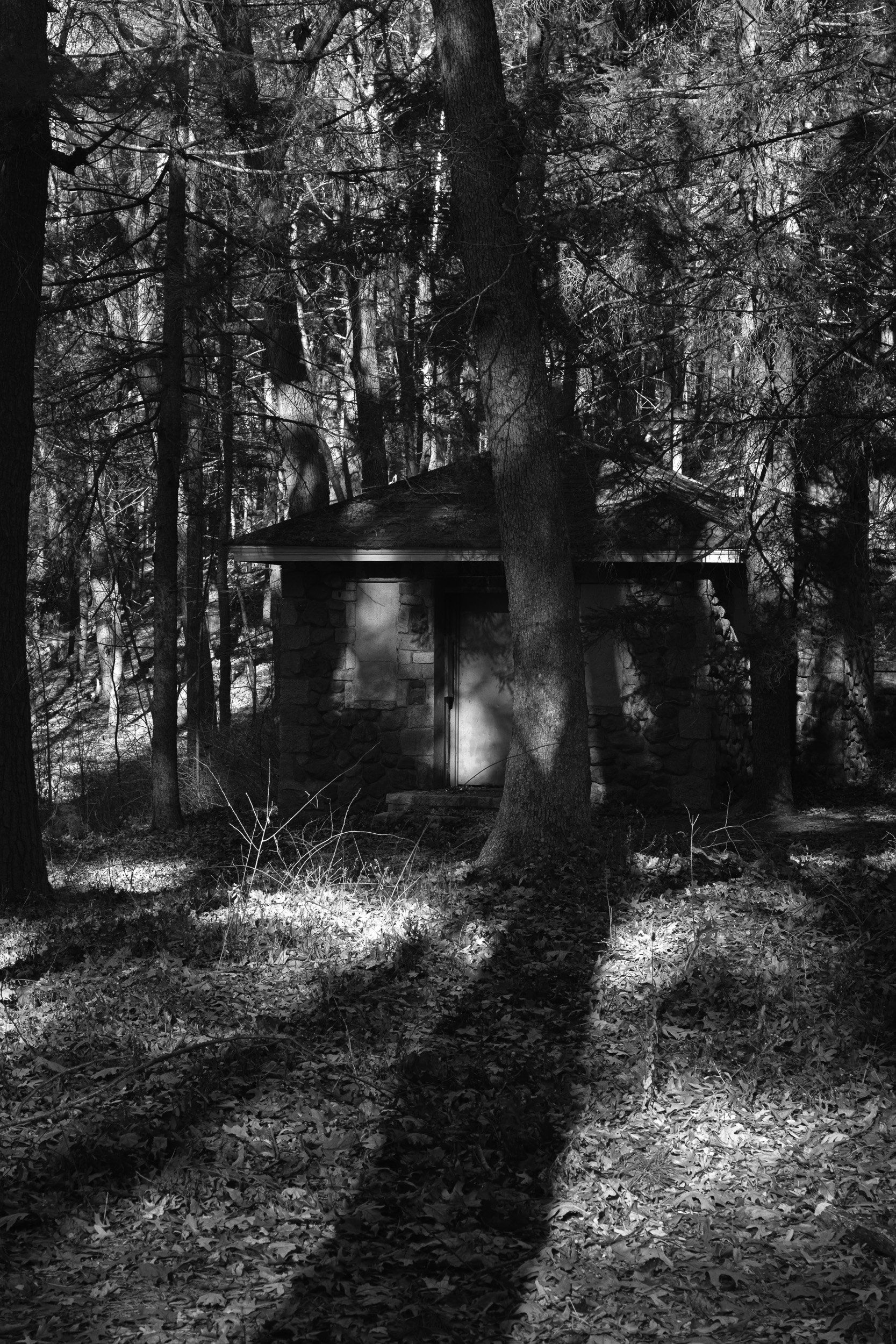 A black and white photograph of a forest scene with a small stone building partially visible among tall trees with dense branches and leaves, some sunlight casting shadows on the ground covered with fallen leaves.
