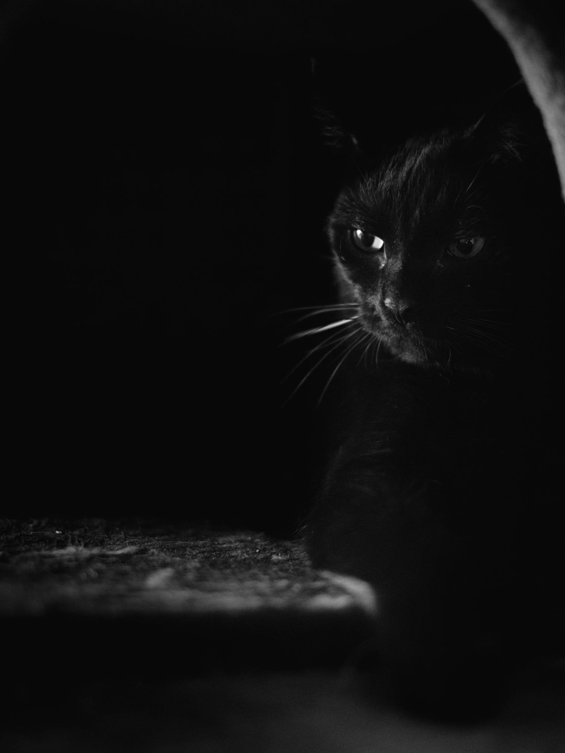 Black cat partially hidden in darkness, with visible sharp eyes and face peeking through an opening, in a low-light setting.