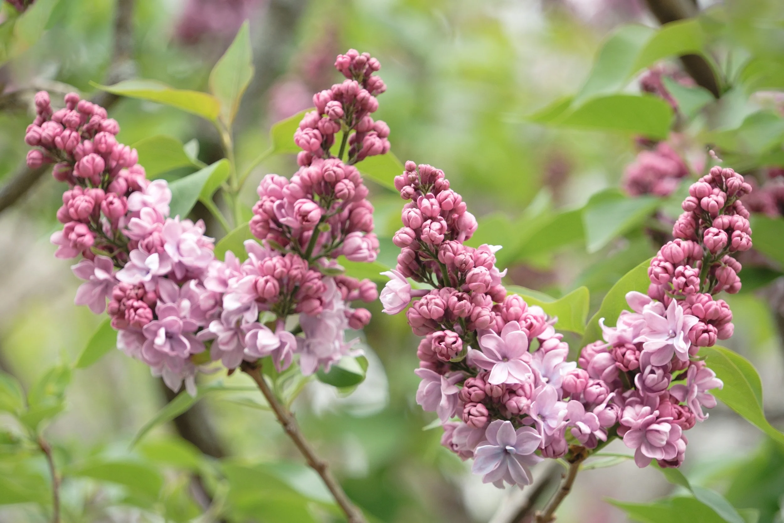 Pink lilac flowers blooming on green leafy branches.