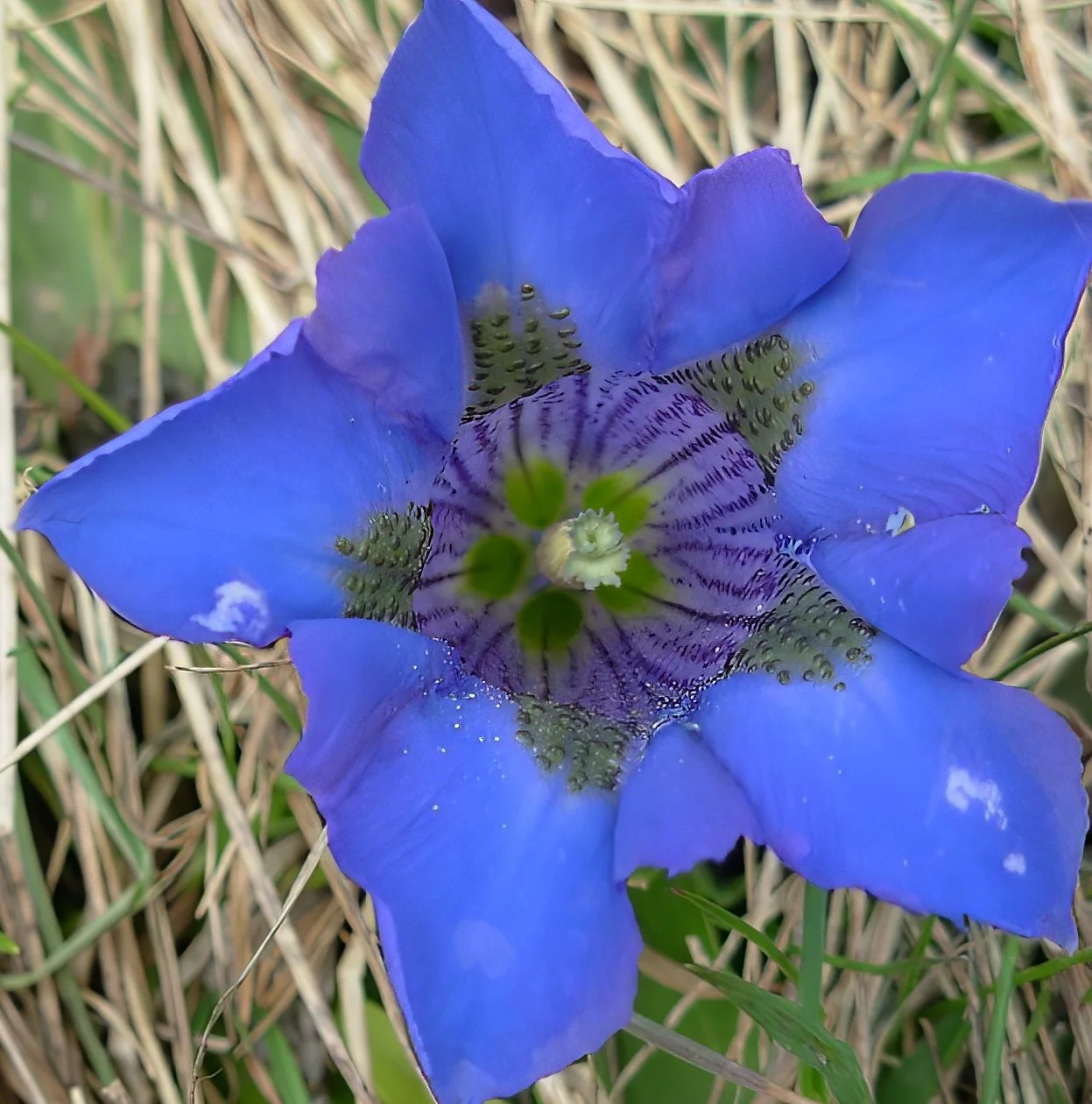 Close-up of a blue flower with green and purple markings, surrounded by dry grass and green leaves.