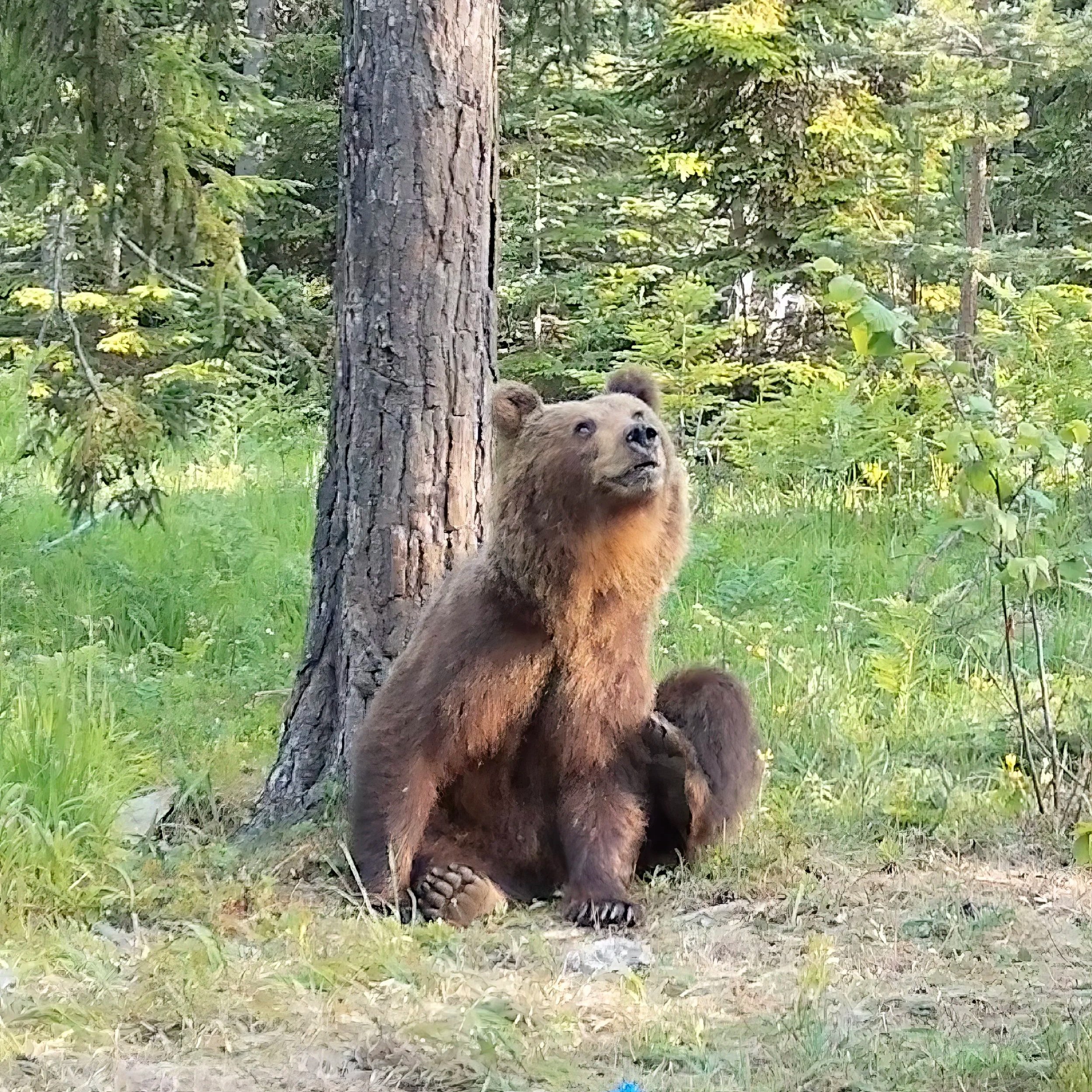 Brown Bear Tracking. Penetrate old-growth habitats alongside our seasoned apex predator experts. We share tracking protocols, visit scratching trees, explore den habitats and manage a high-adrenaline encounter with these wild animals in their natural