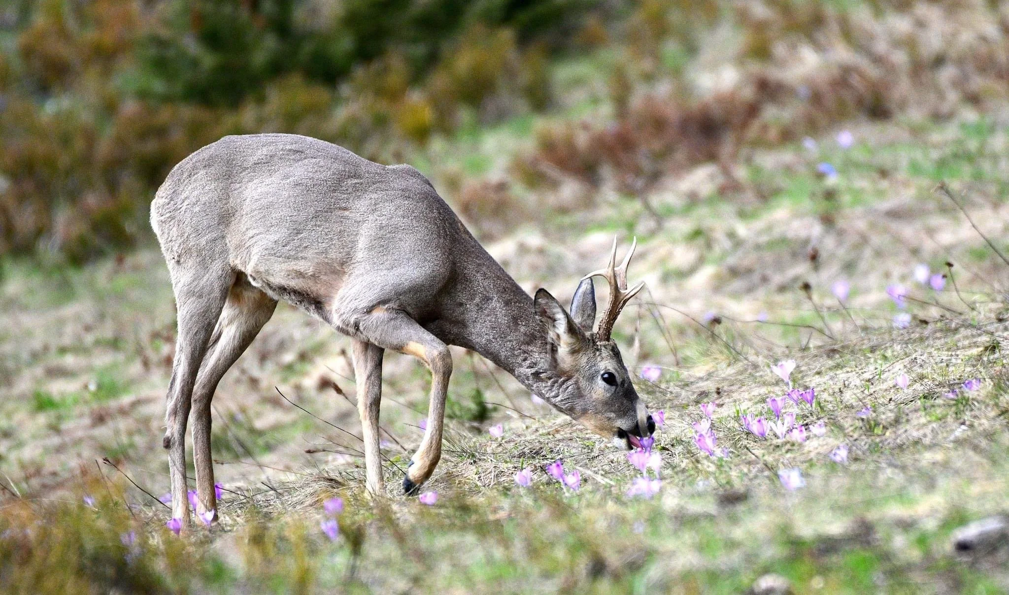 roe deer grazing in a spring field on fresh shoots of grass