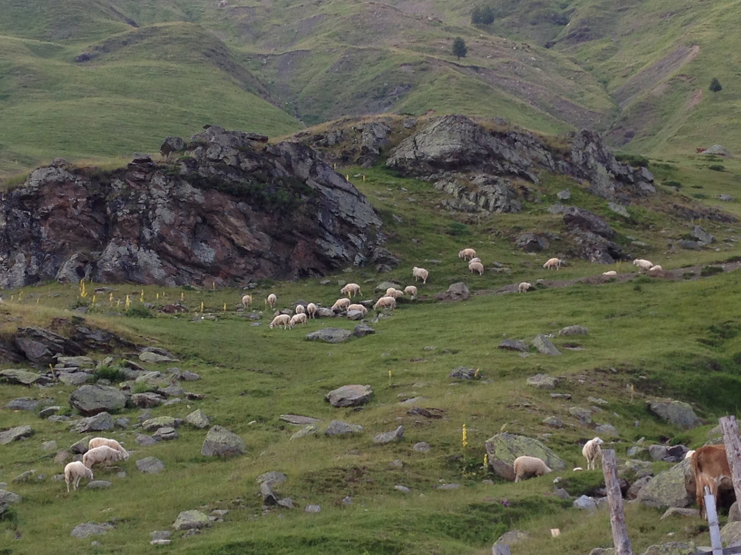 Green grassy hillside with scattered rocks and boulders, with a small flock of sheep grazing in the foreground. Hills extend into the background, with some trees visible and a cloudy sky.