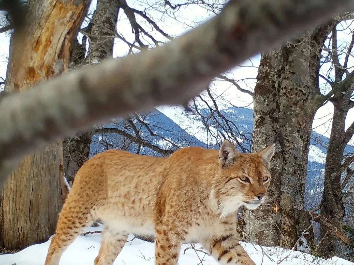 Balkan Lynx walking through the snow in a winter forest with mountain background