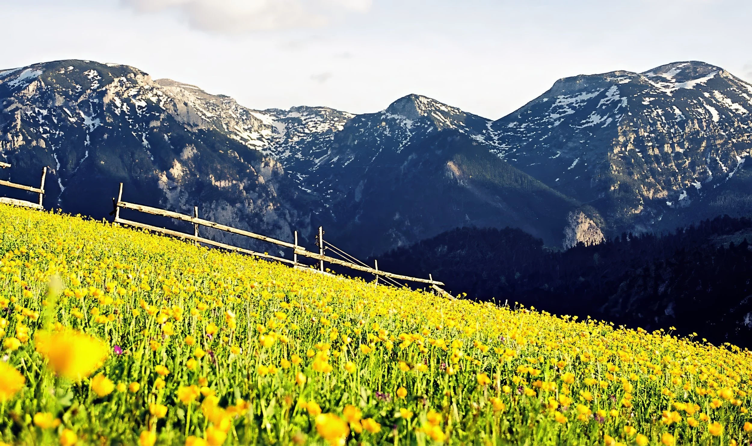 A vibrant yellow flower field in the foreground with a mountain range, partly covered in snow, in the background under a cloudy sky.