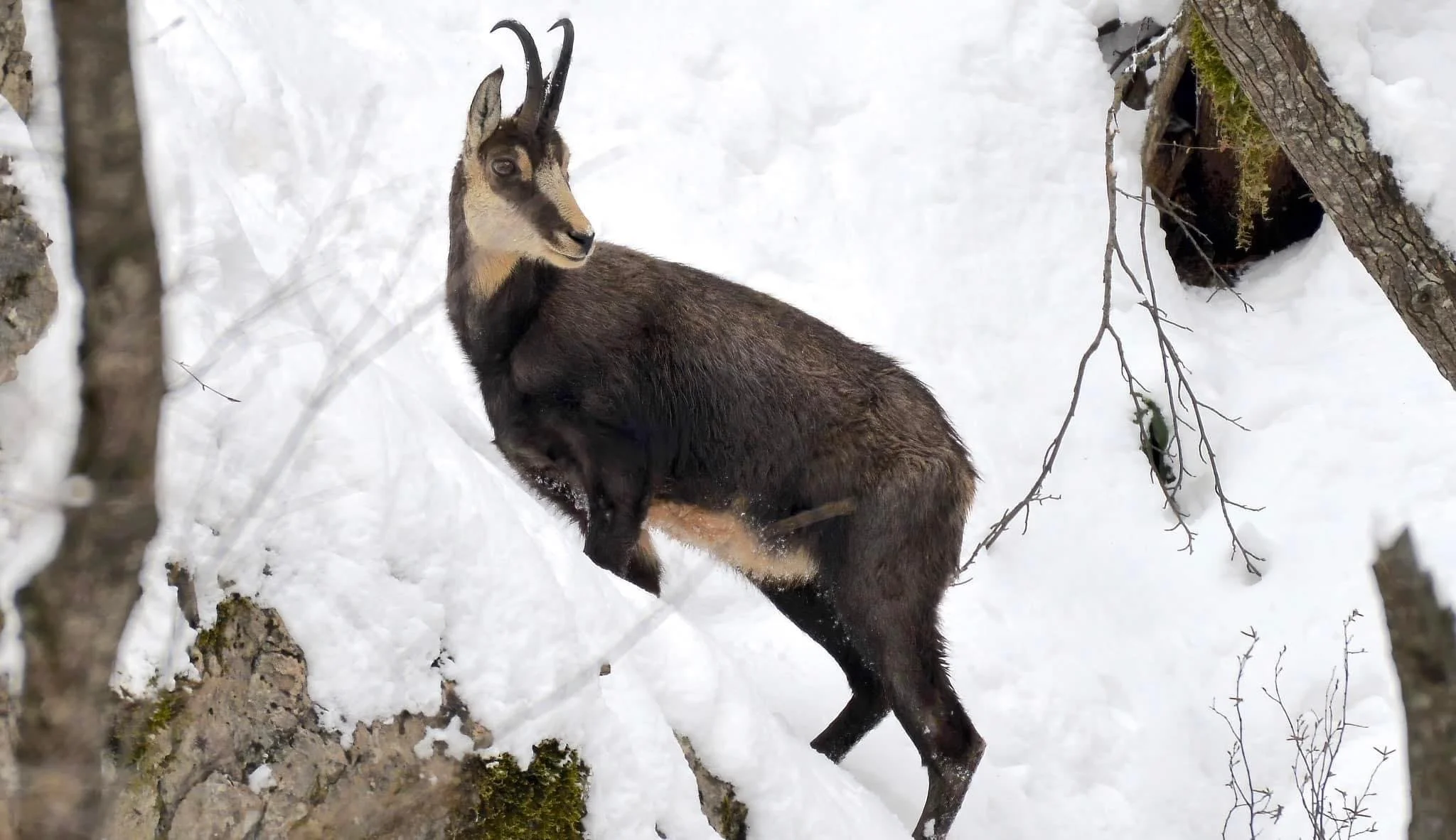 Masters of the High Peaks. Ascend into the rocky, high-alpine zones to track the agile Chamois and learn their extreme survival adaptations.