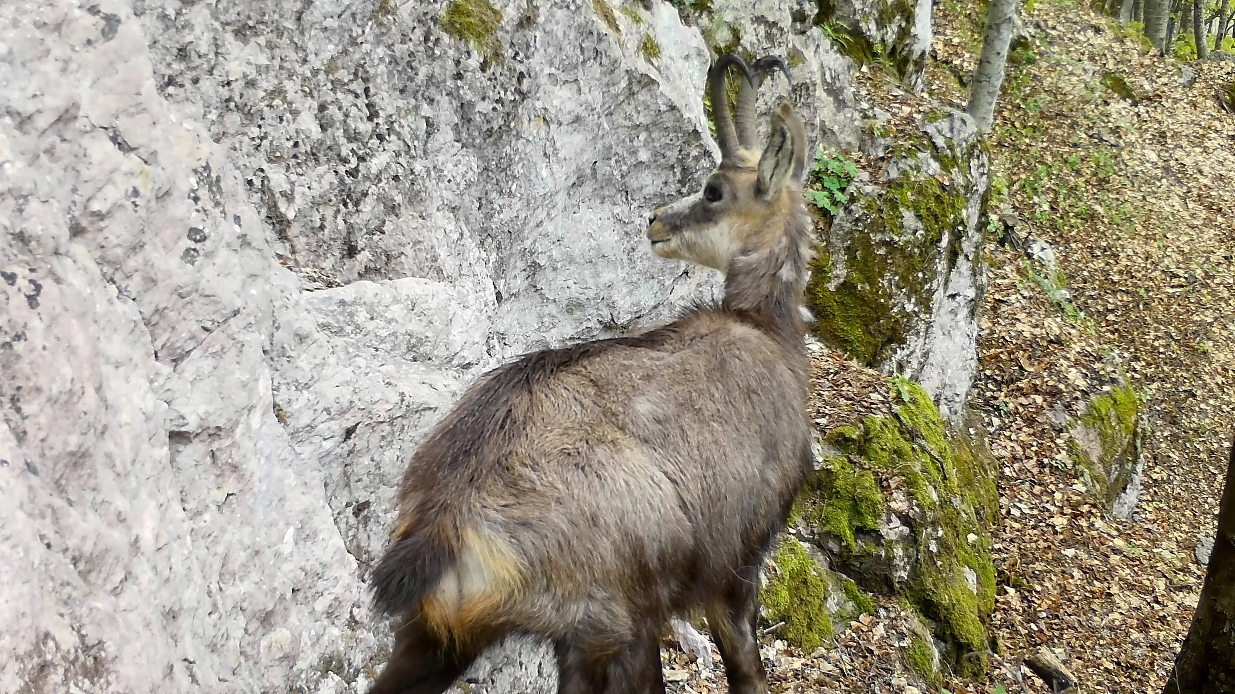 HIDDEN BALKANS - The Cliff Jumpers - Chamoix Mountain Goats vertical access