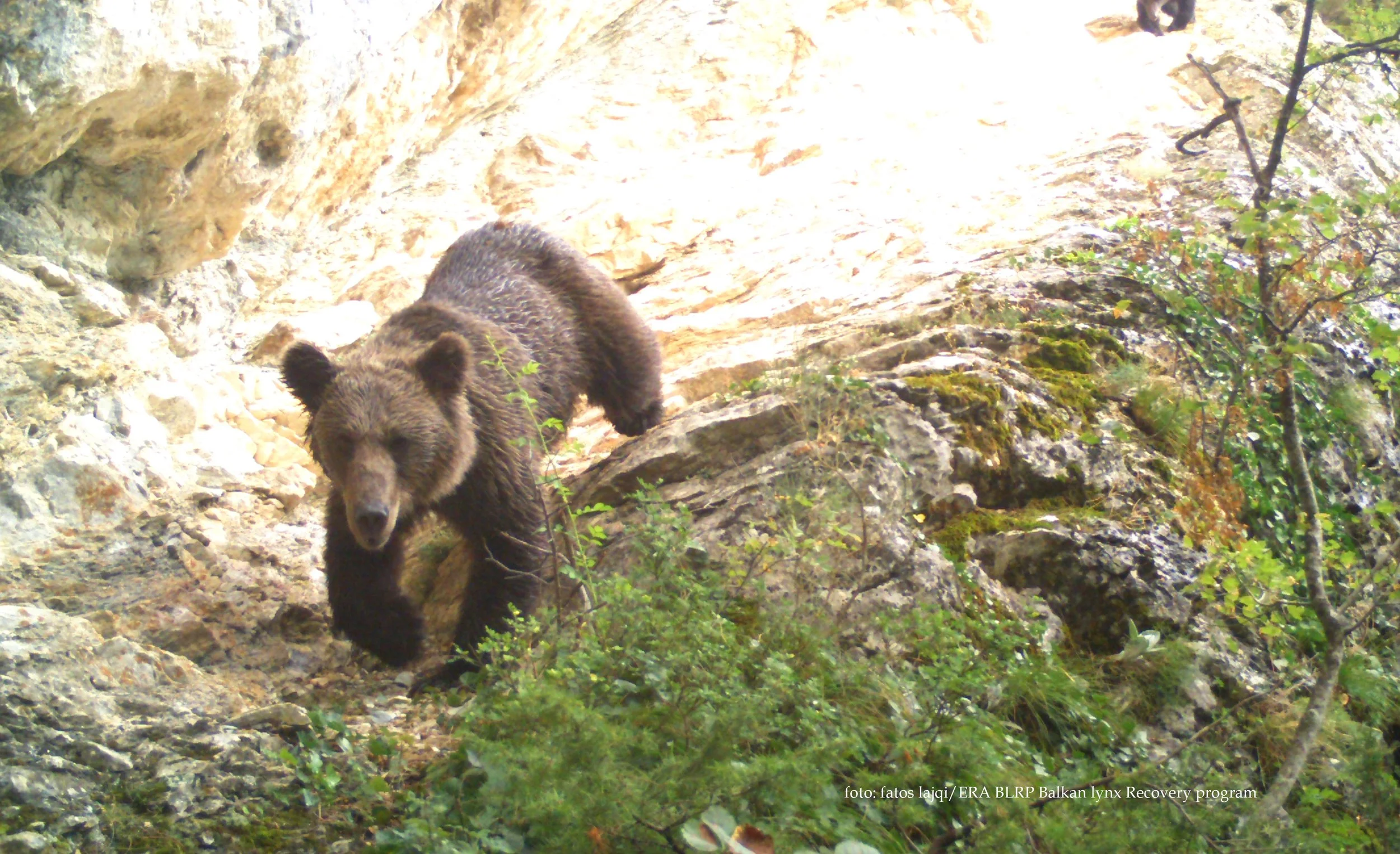 European Brown Bear scratching its back on a scratching tree