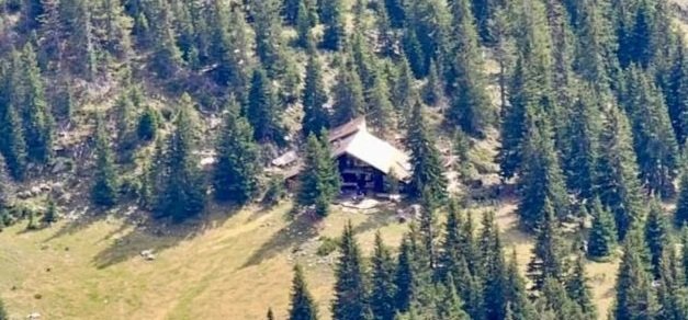 A cabin surrounded by dense pine trees in a forested area.