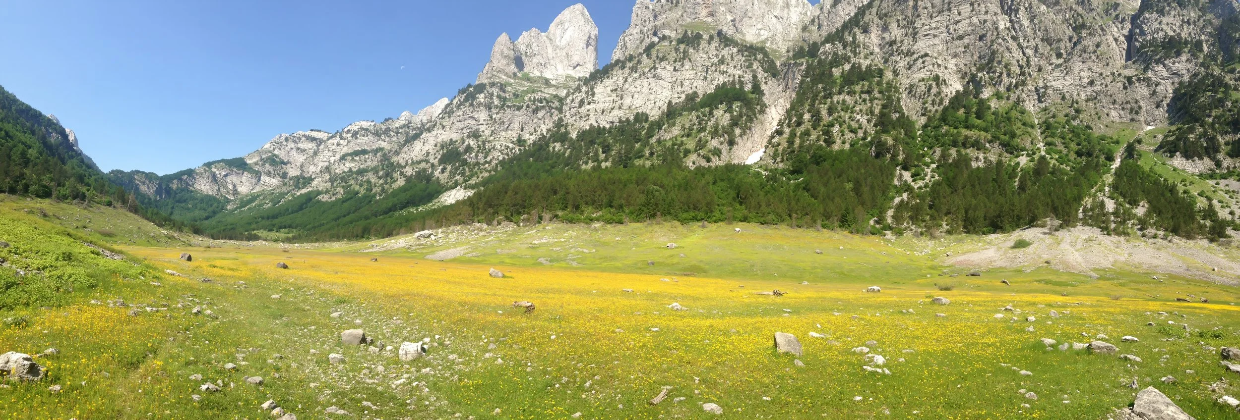 A scenic mountain landscape featuring a lush green valley with yellow wildflowers, scattered rocks, dense green forest on the slopes, and towering gray rocky mountains under a clear blue sky.