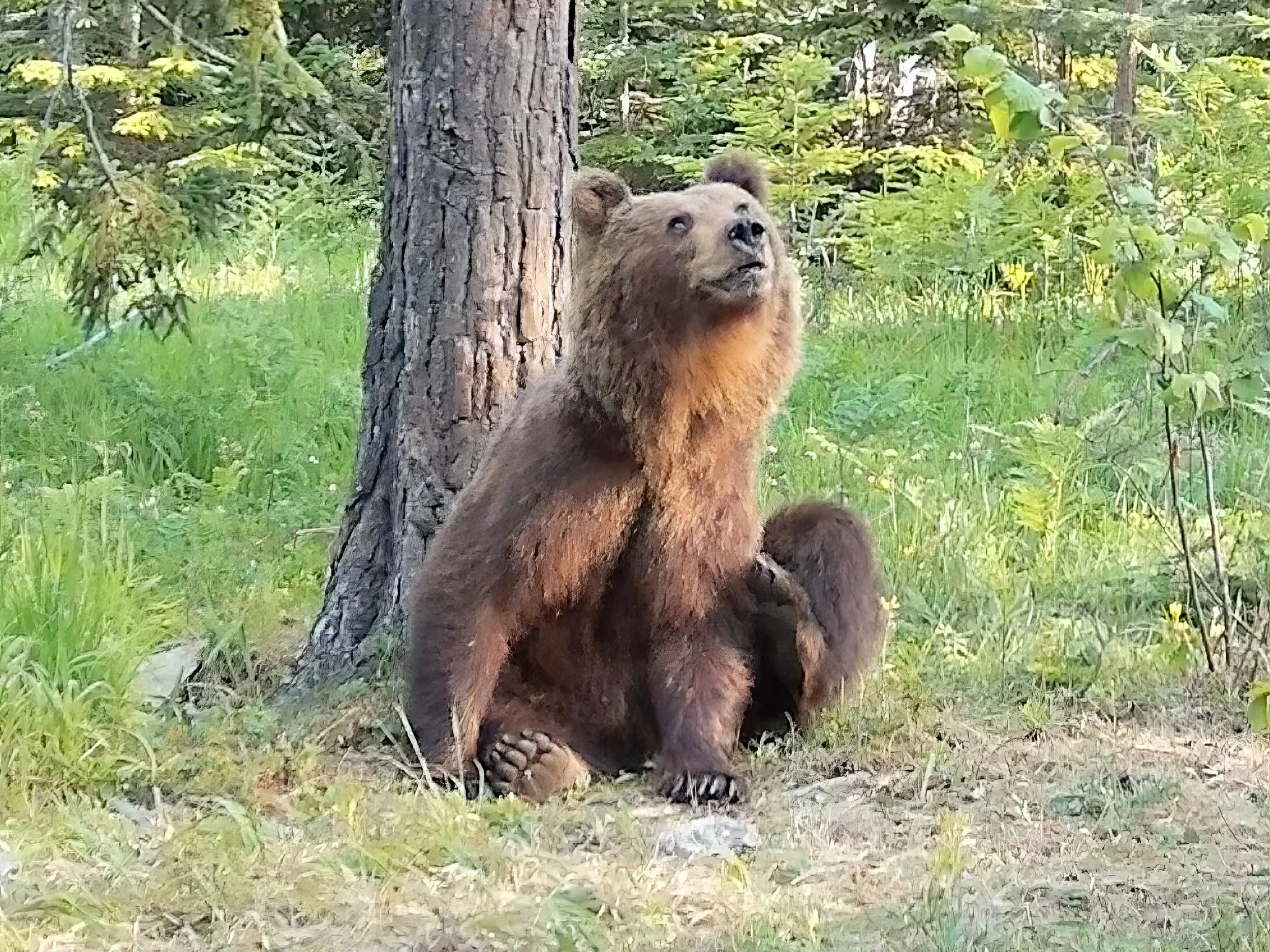 European Brown Bear scratching its back on a scratching tree