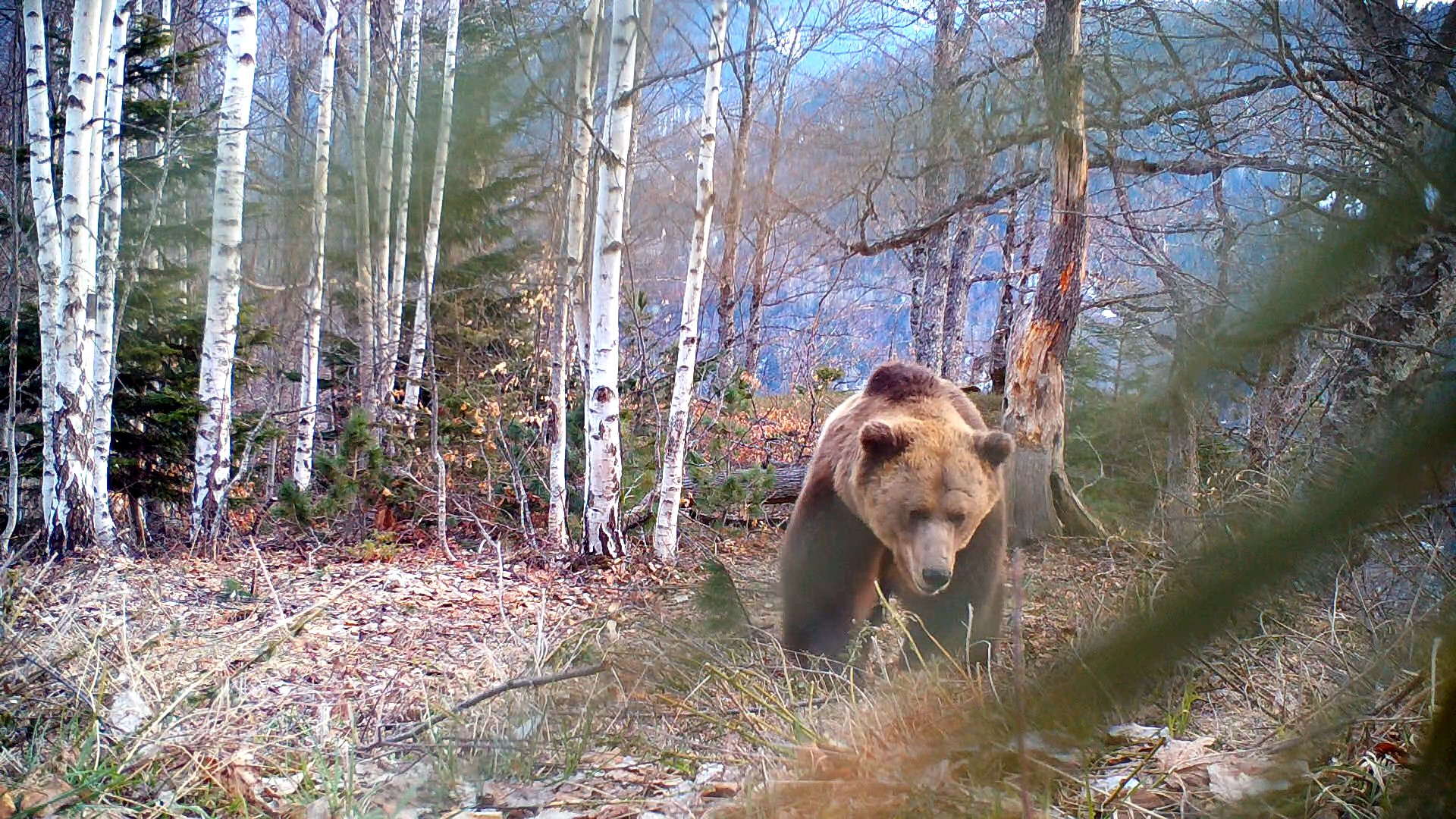 HIDDEN BALKANS - The Brown Bear Habitat Exploration