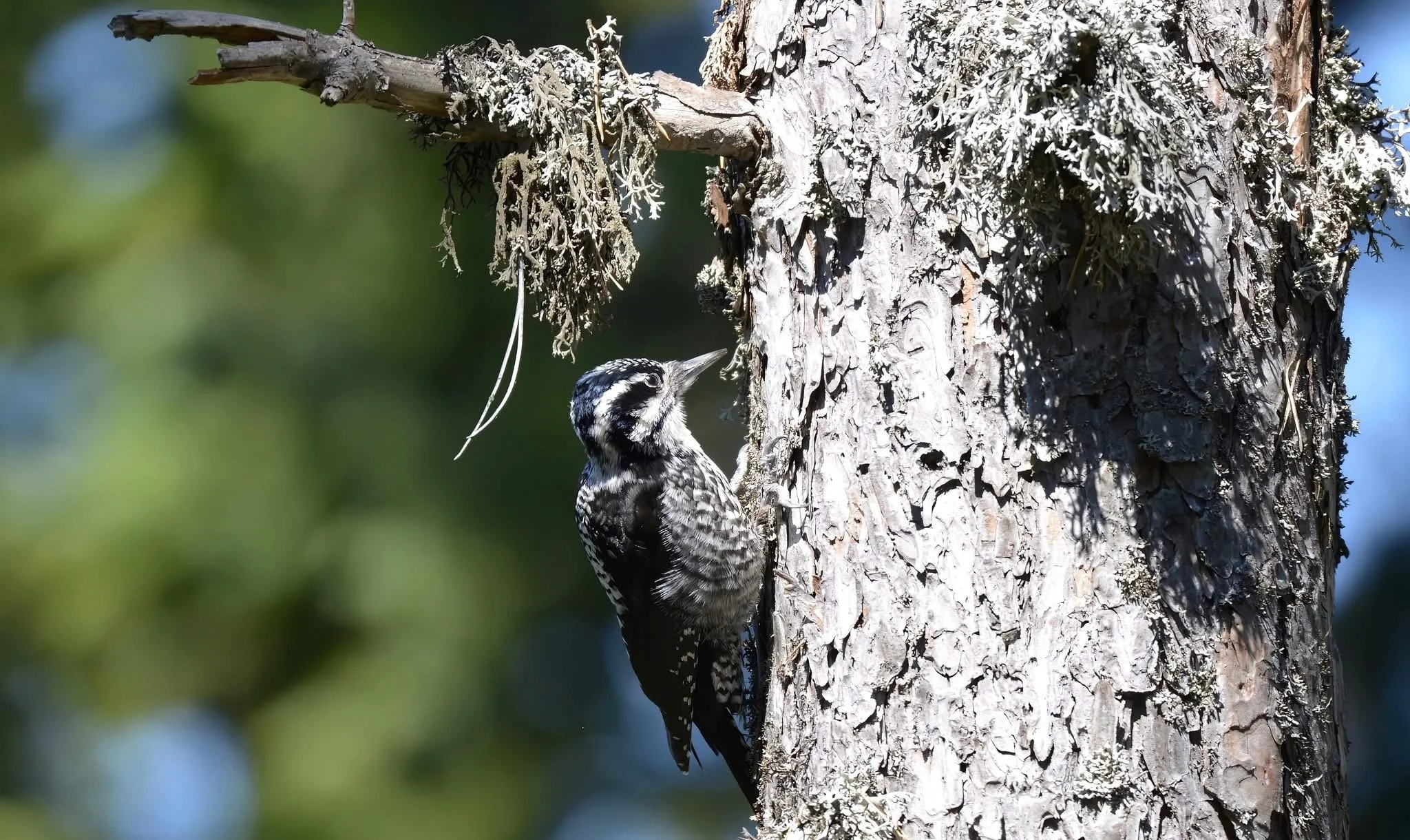 High-Altitude Ornithology. Designed for the serious birder, traverse diverse habitats scanning for the Wallcreeper, Golden Eagle, Western Capercaillie, and other elusive high-altitude species.