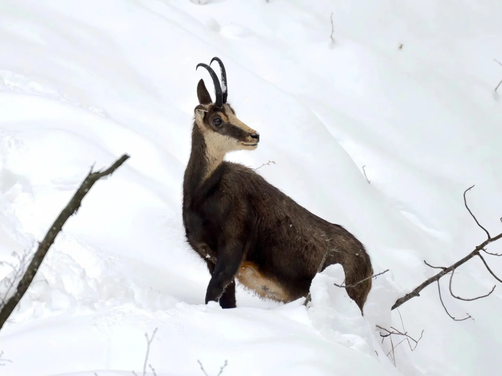 Chamoix Mountain Goat in the snow