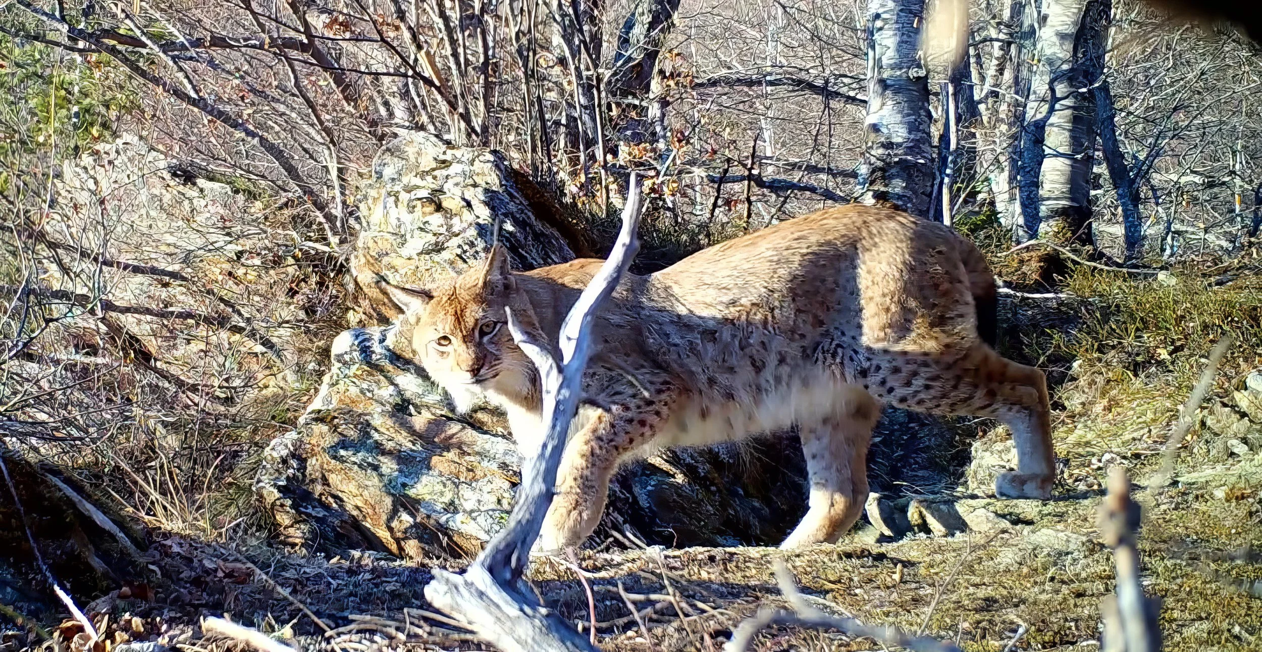 Balkan Lynx Camera Trapping. Embed with our elite conservation network to track Europe's rarest feline. We secure the exclusive access and manage the deep-wilderness logistics; you deploy remote traps to document the phantom of the Accursed Mountains