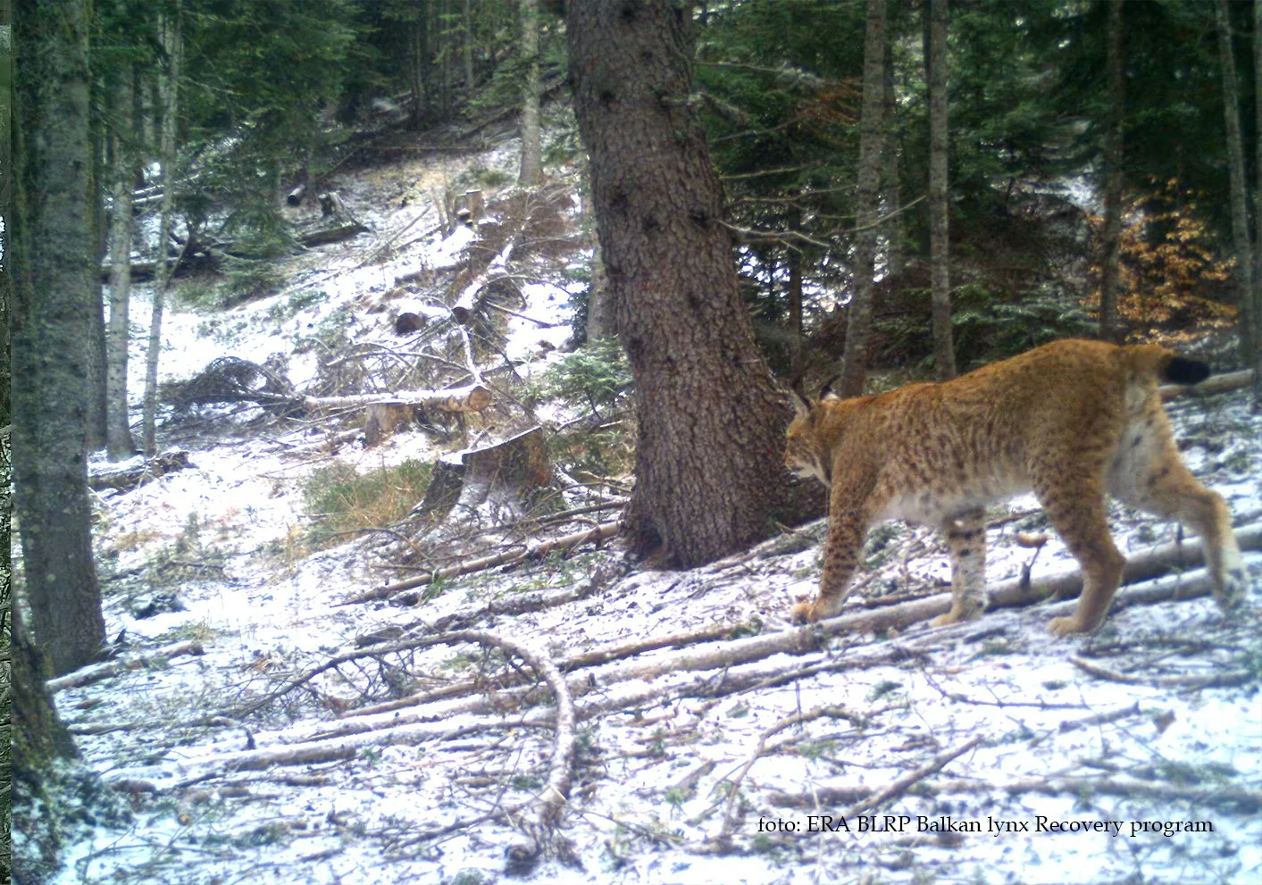 HIDDEN BALKANS - The Lynx Trail Expedition