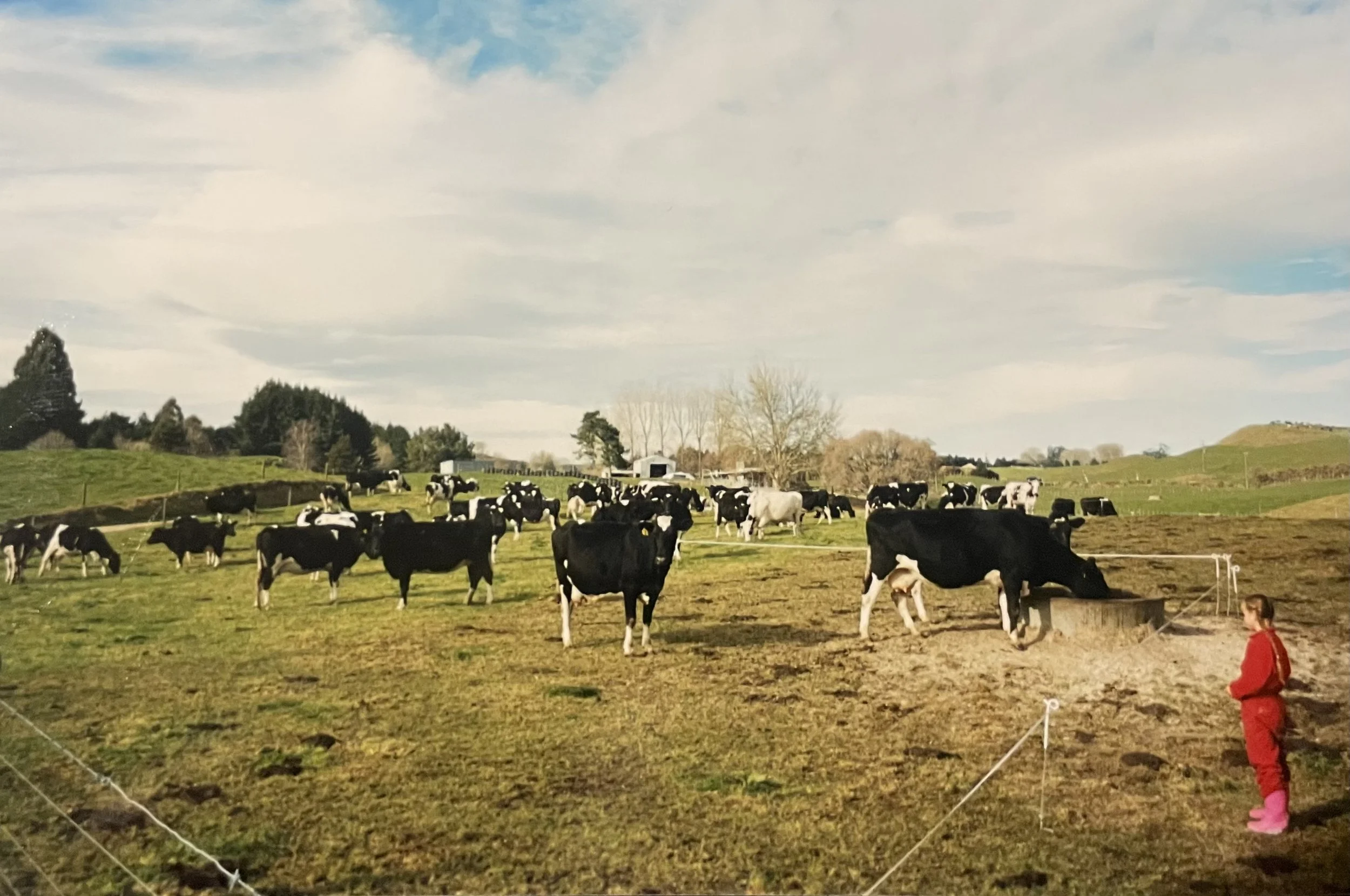 A large paddock with numerous holstein friesan cows grazing and resting. There are trees in the background, a cloudy sky, and Marcy in red overalls standing near the edge of the paddock.