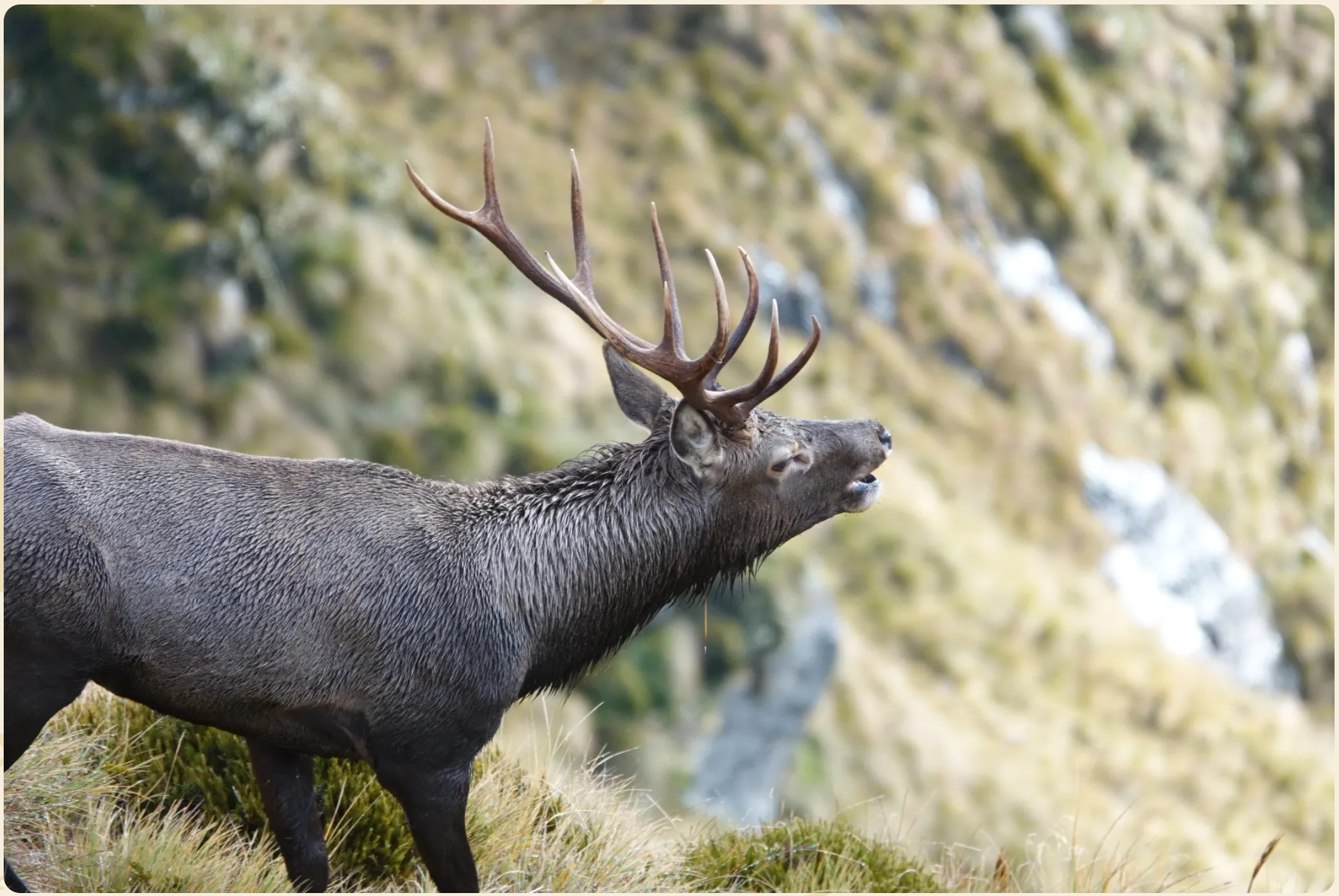 A large male elk with dark brown fur and prominent antlers standing in a grassy area, with a backdrop of trees and a rocky hillside.