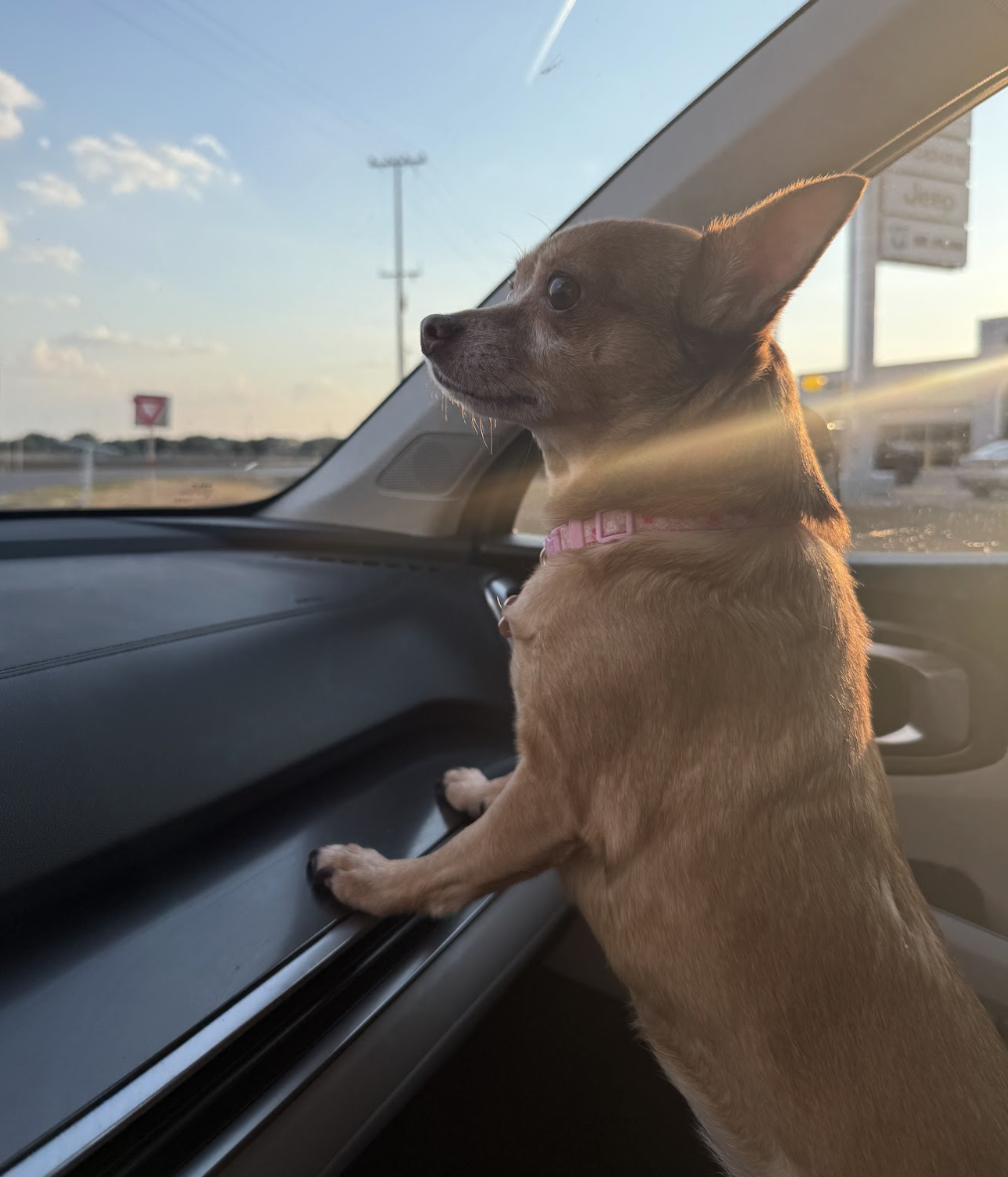 Small brown dog with large ears looking out the window of a car during sunset.