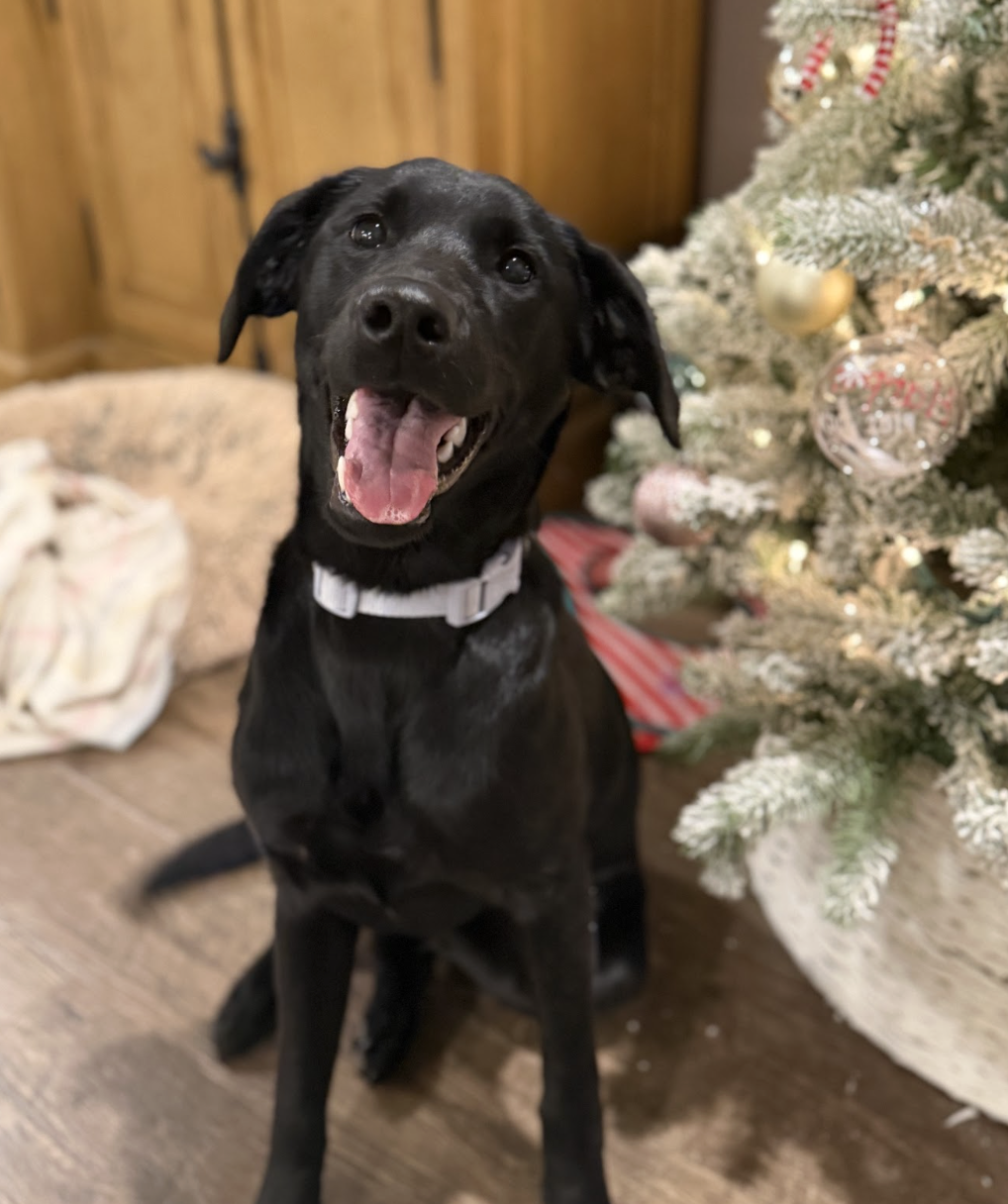 A joyful black dog with its tongue out, sitting beside a decorated Christmas tree in a cozy home setting.