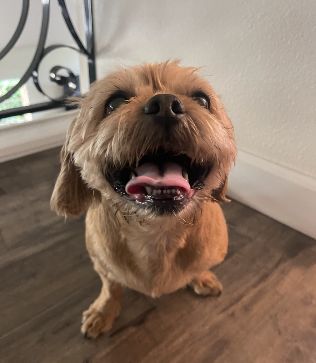Small brown dog with happy expression, mouth open, tongue out, standing on wooden floor indoors.