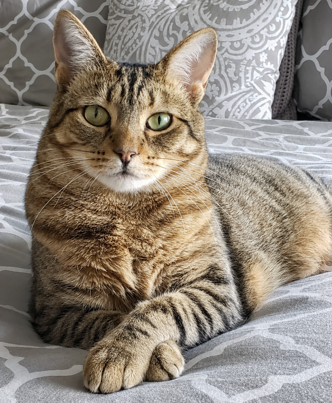 A brown tabby cat with green eyes lying on a gray patterned bed with pillows in the background.