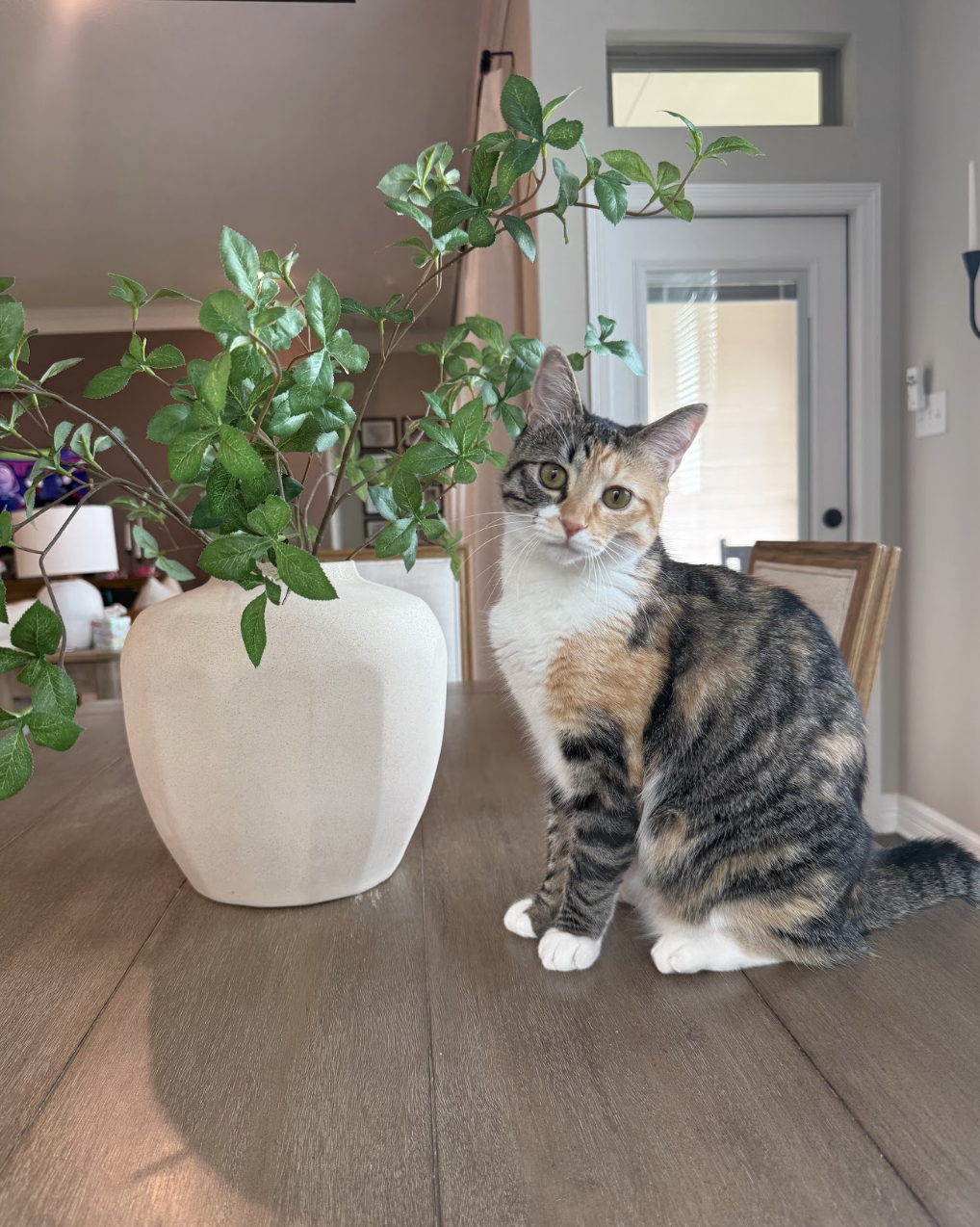 A calico cat sitting on a wooden table next to a large white vase with green leafy plant inside, in a bright room with a door and window in the background.
