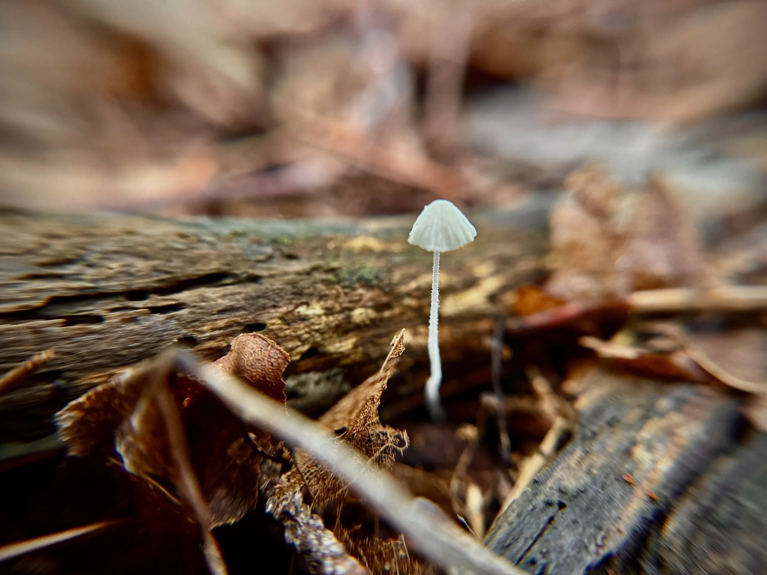 Learning to Wander Slowly: My First Foray