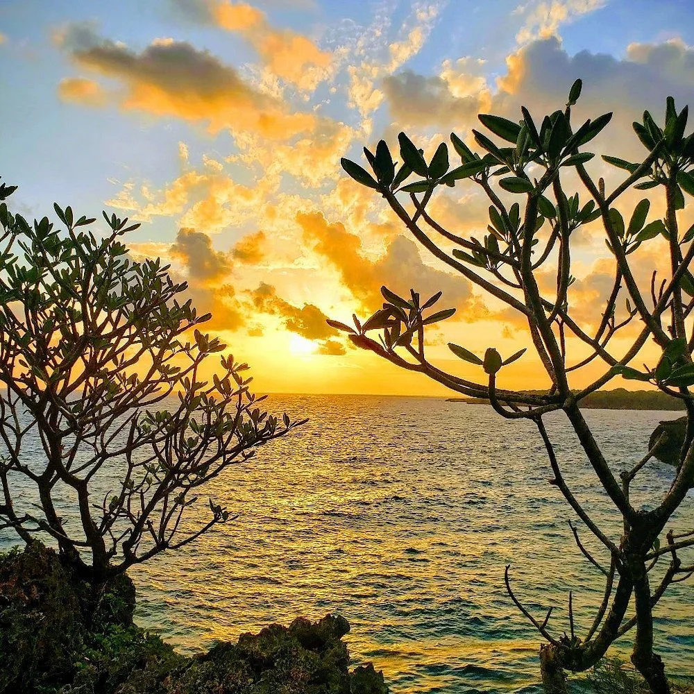Sunset over the ocean with orange and yellow sky, framed by silhouetted plants and rocks in the foreground.