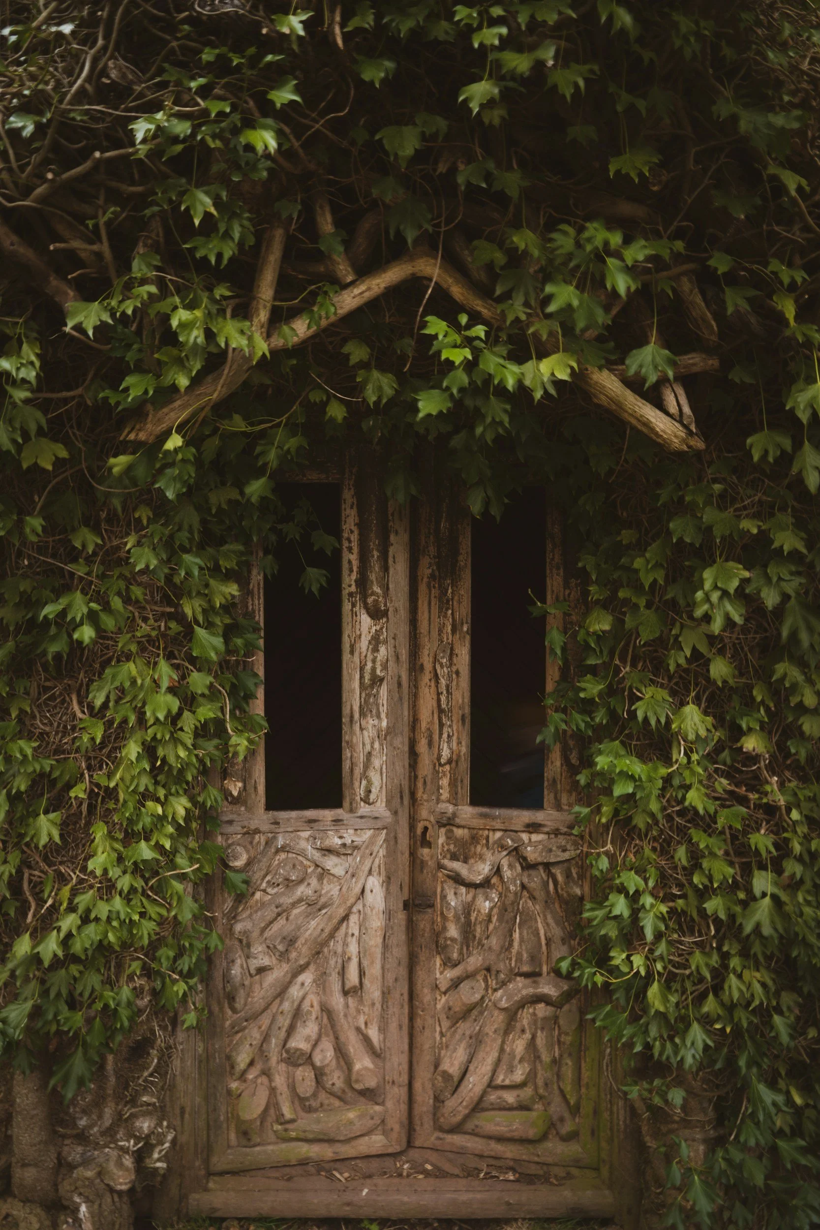 An old, weathered wooden door surrounded by dense green ivy leaves.