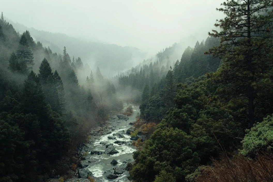 Fog over a Mountain Stream in an Evergreen Valley